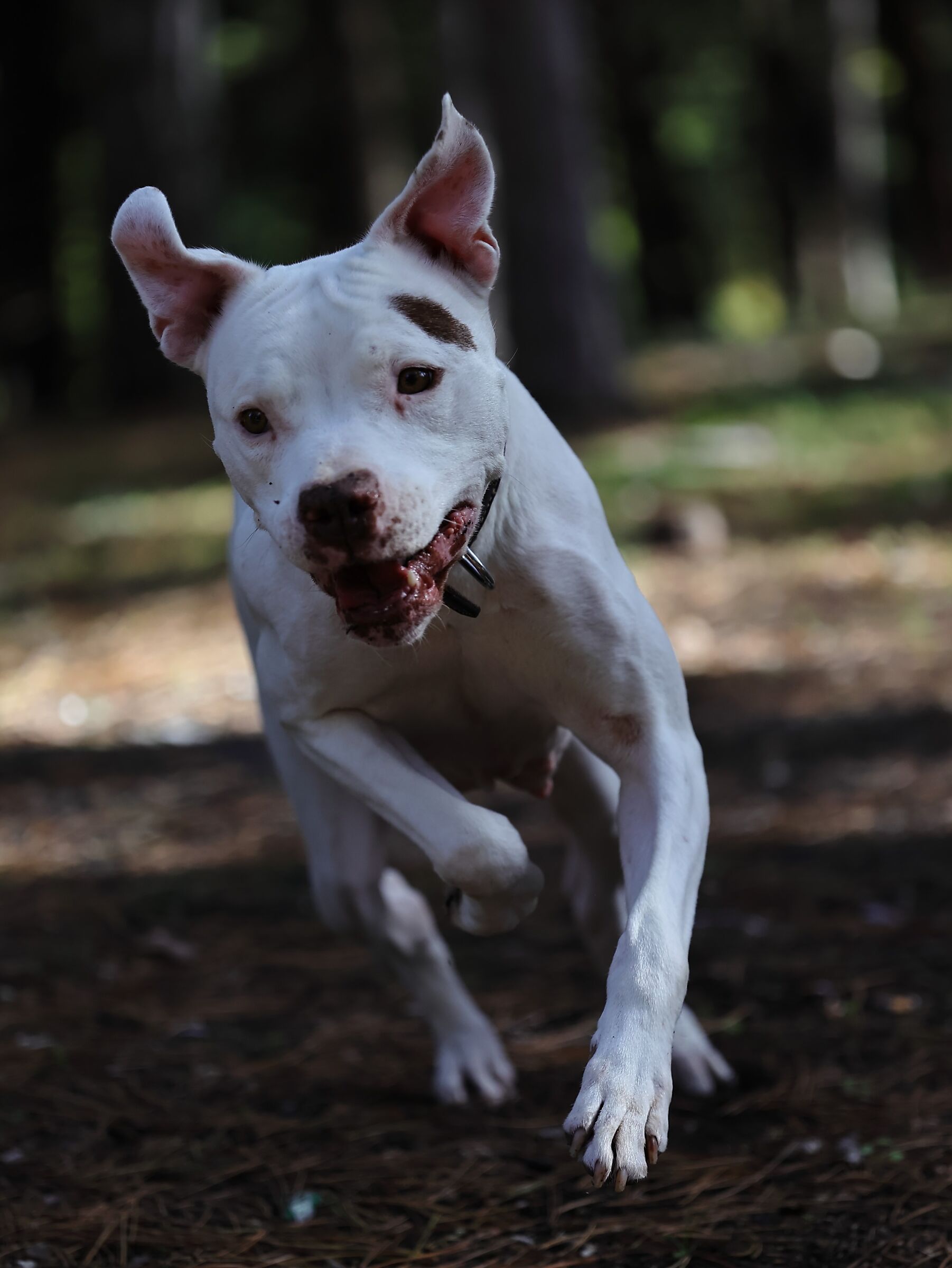 Piccole pulci crescono