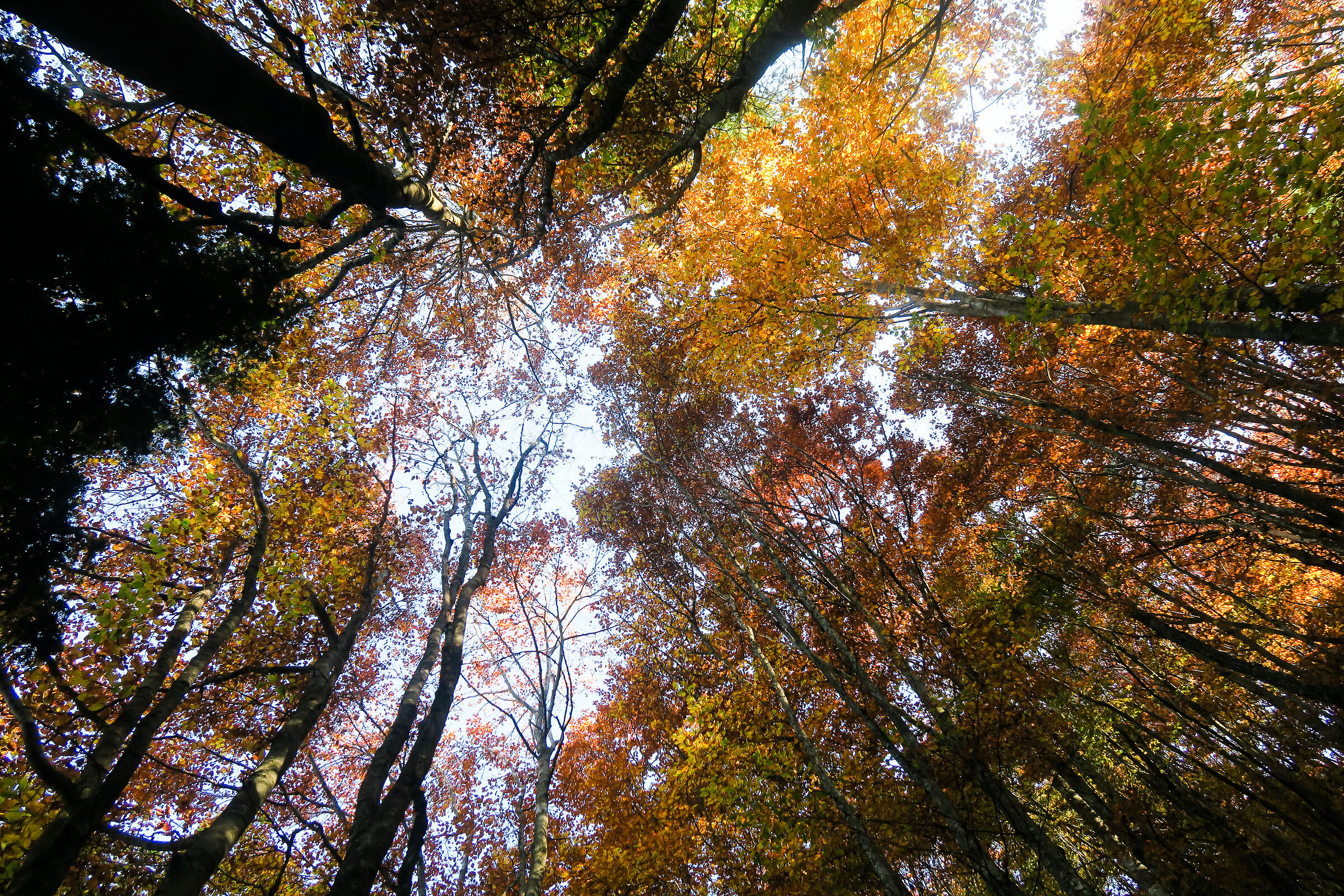 Autumn