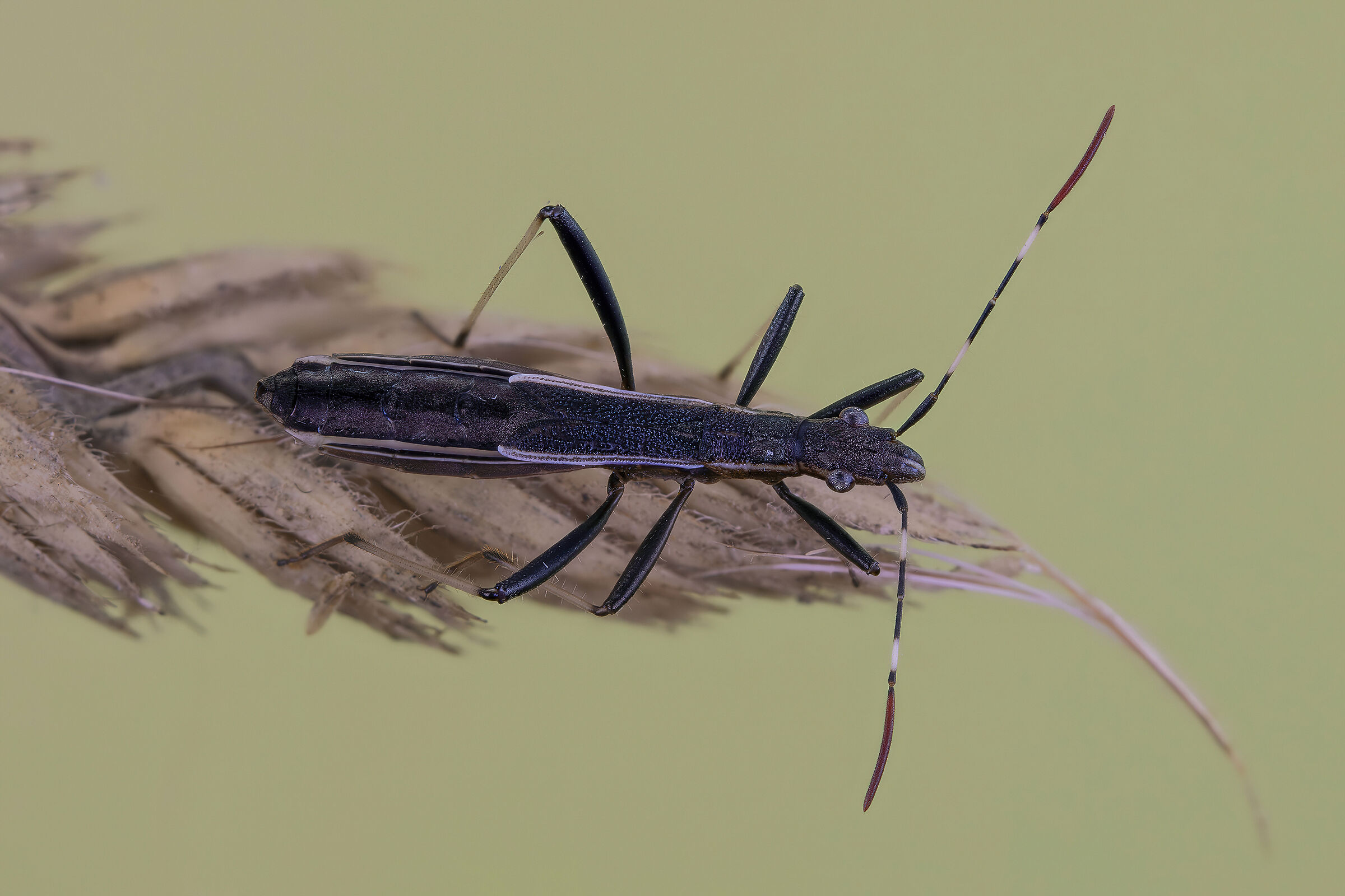 Micrelytra fossularum