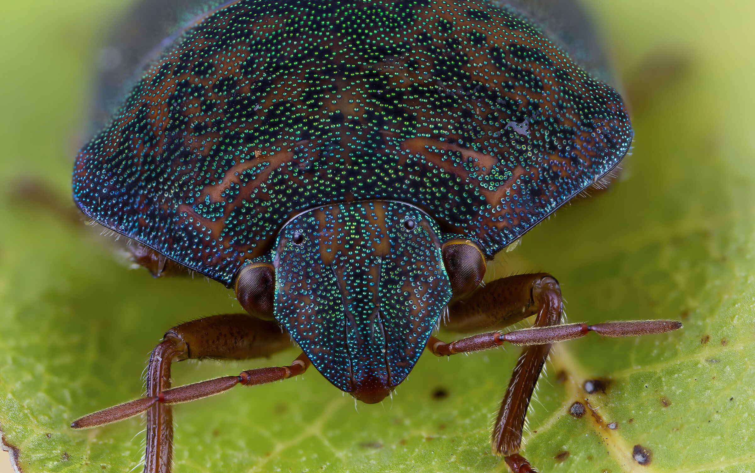 Solenosthedium bilunatum