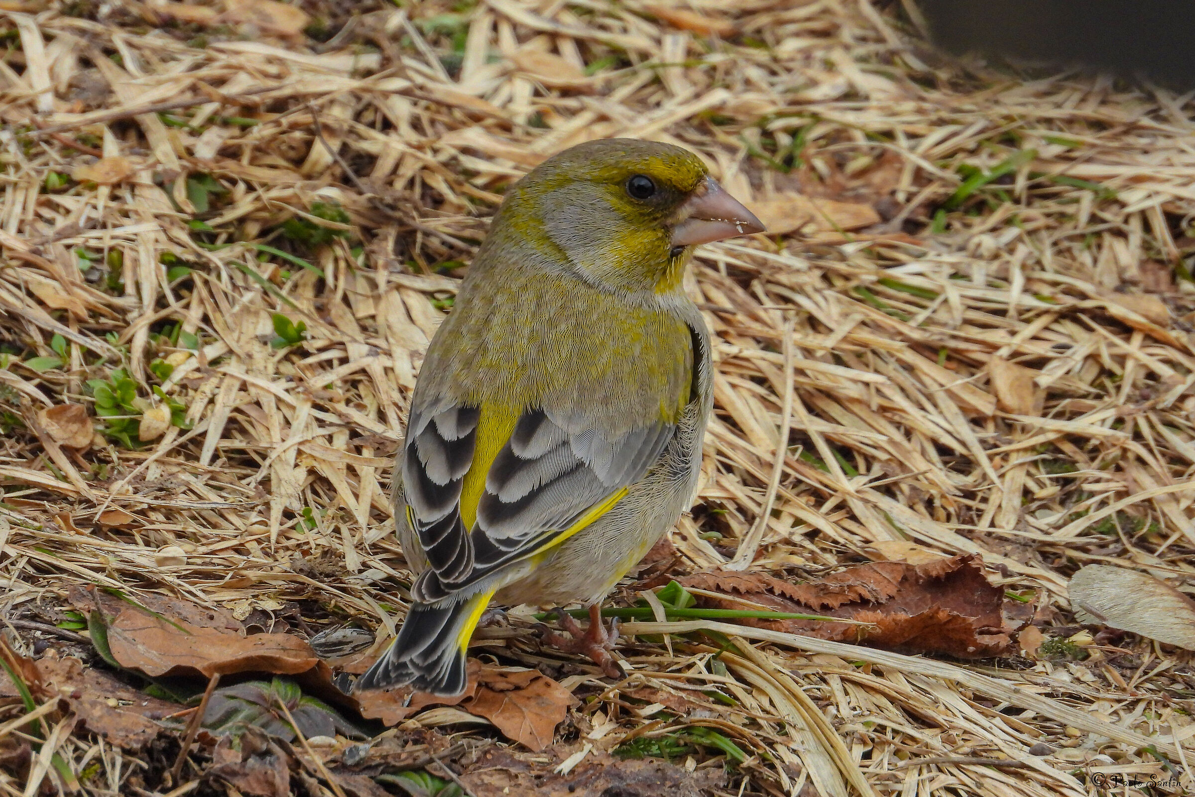 Male Greenfinch