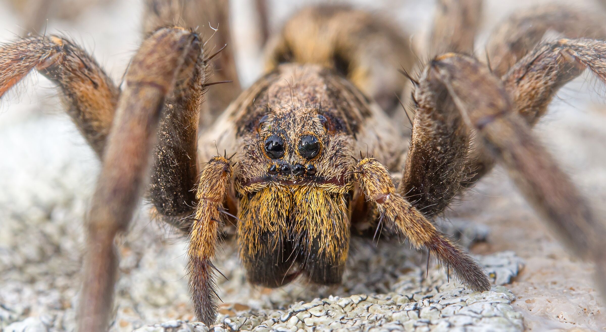 Hogna radiata