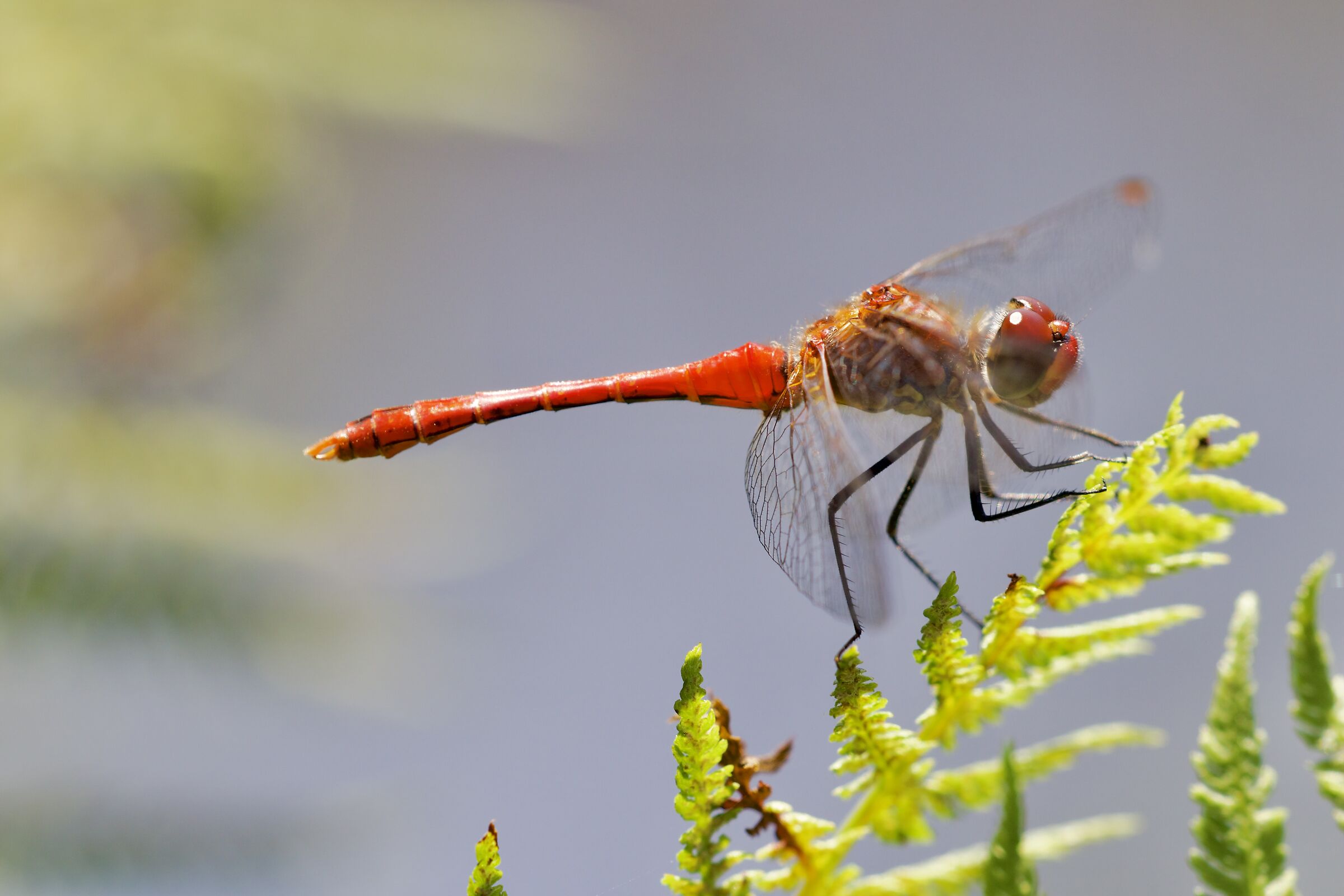Sympetrum sanguineum