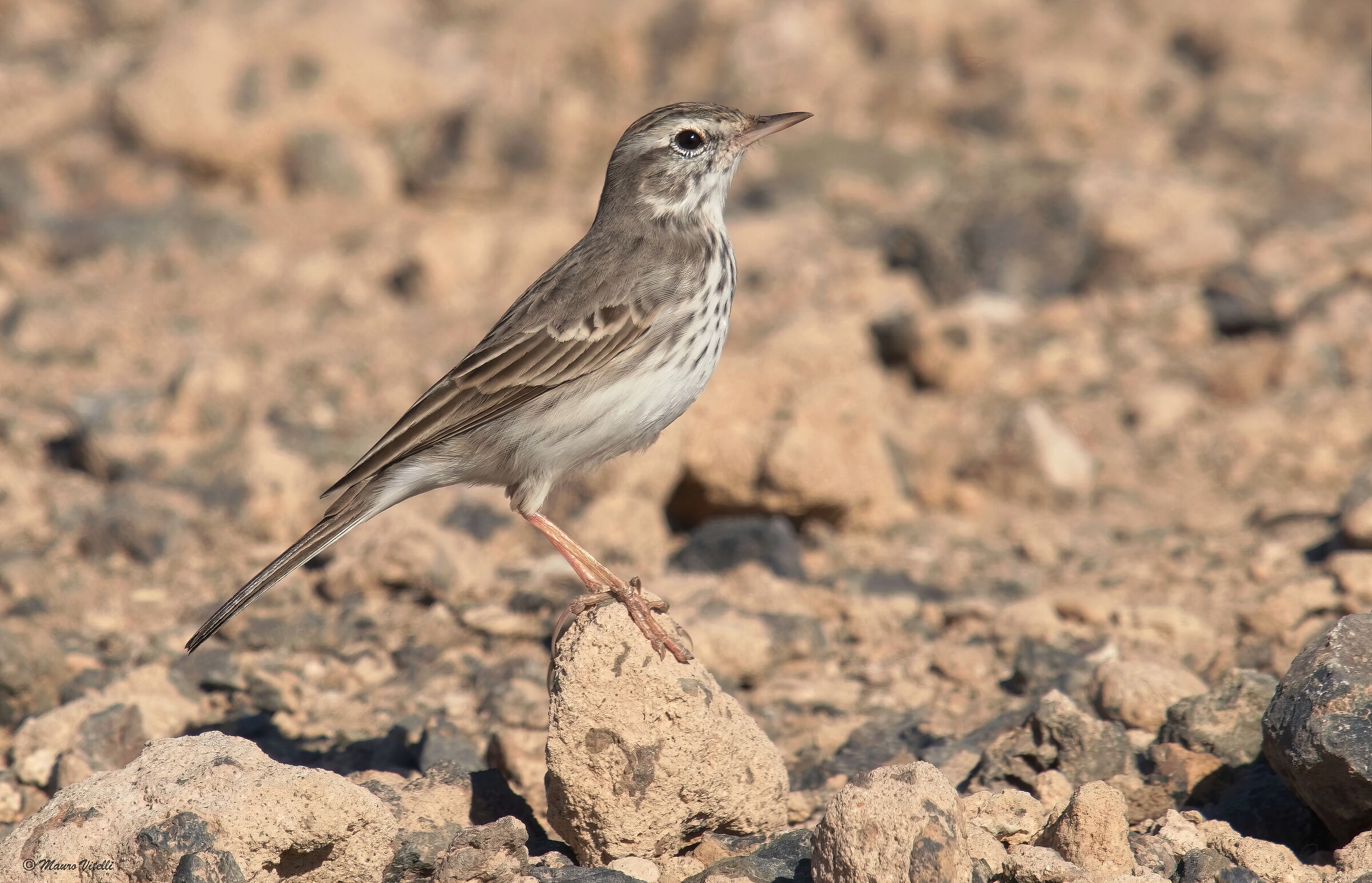 Berthelot's pipit (Anthus berthelotii)
