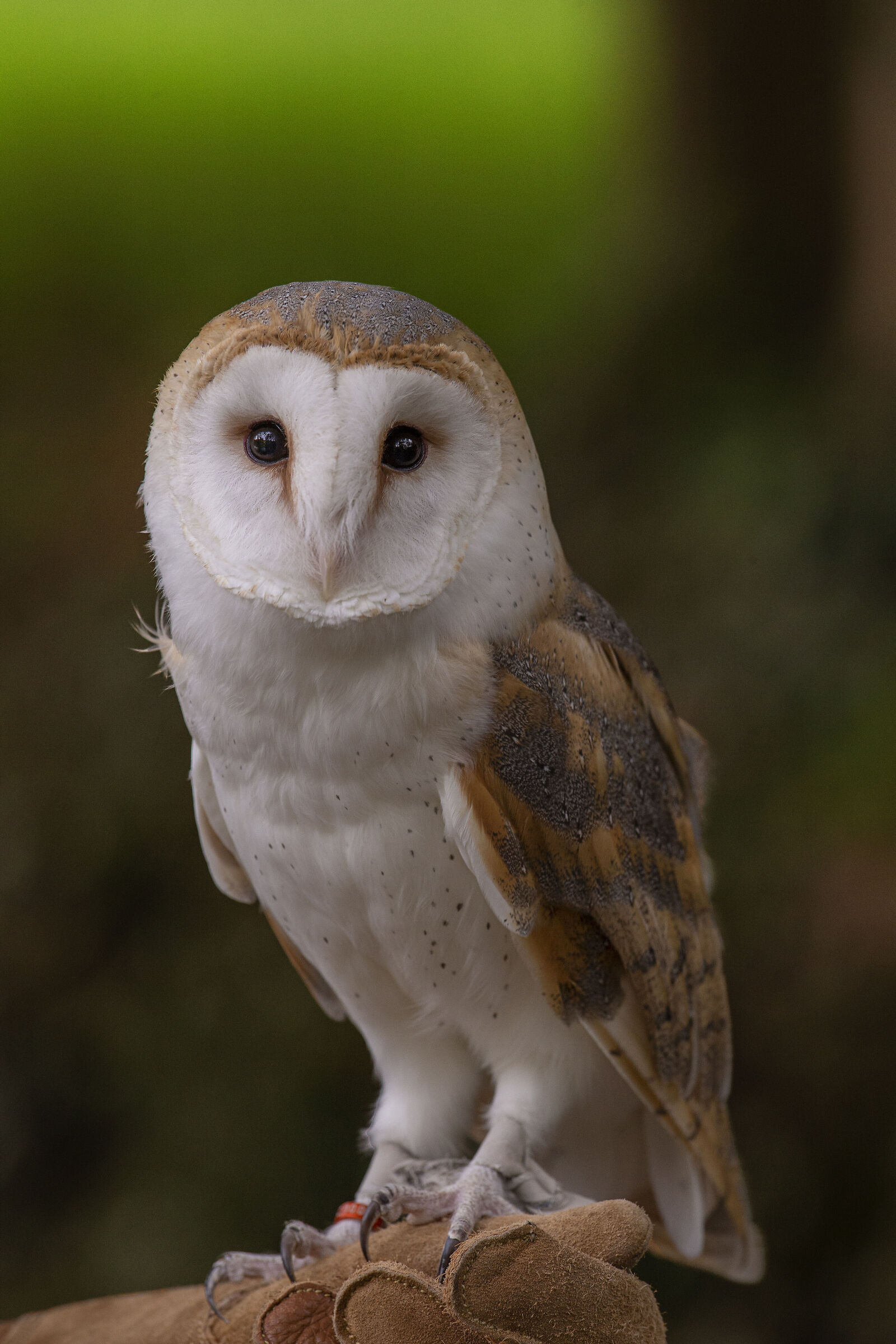 Falconiere con Barbagianni al traghetto Leonardo
