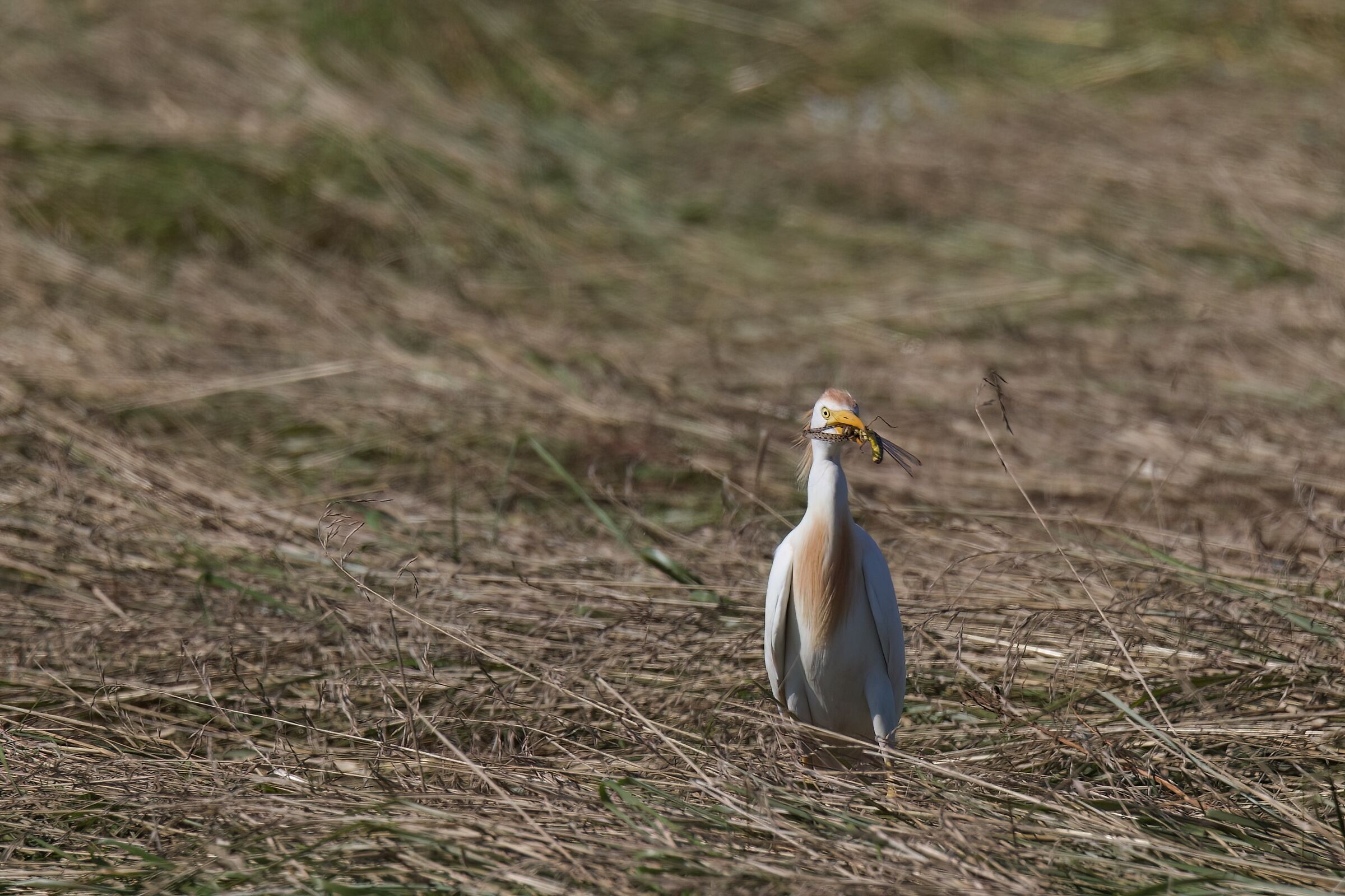 Airone guardabuoi a caccia di cavallette