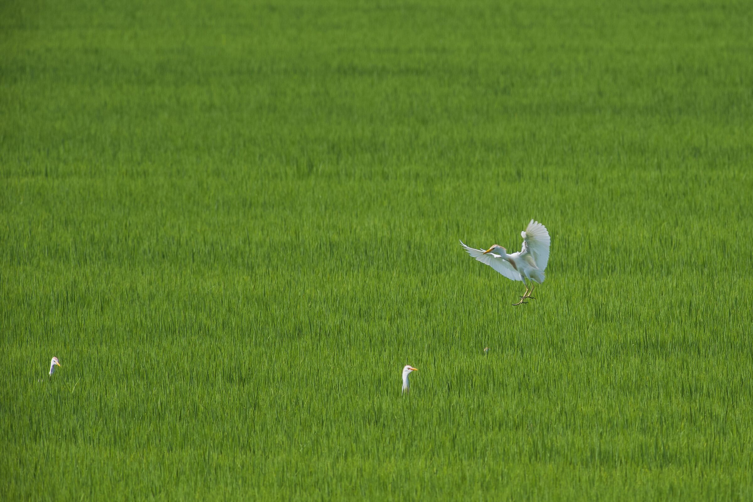 Aironi guardabuoi nella risaia