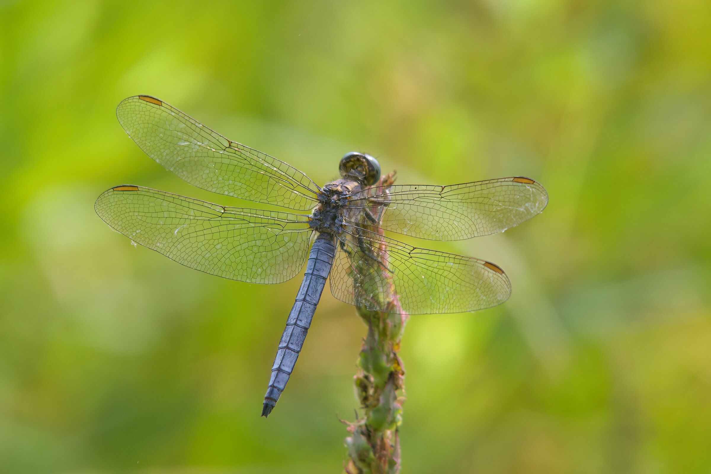 Orthetrum coerulescens