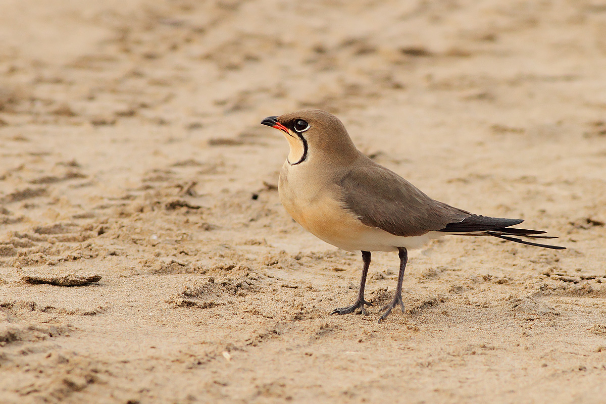 Pratincole
