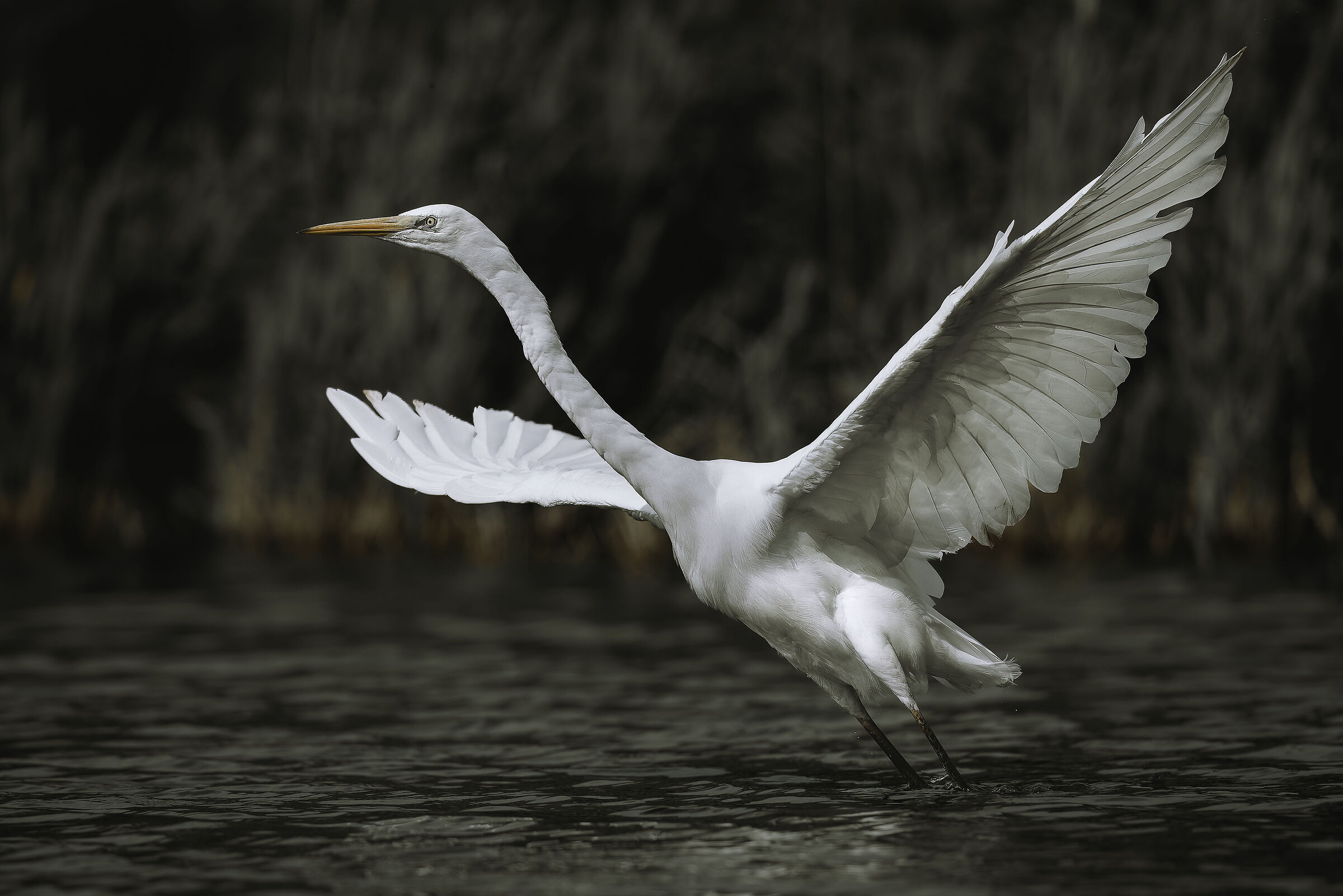 Great Egret