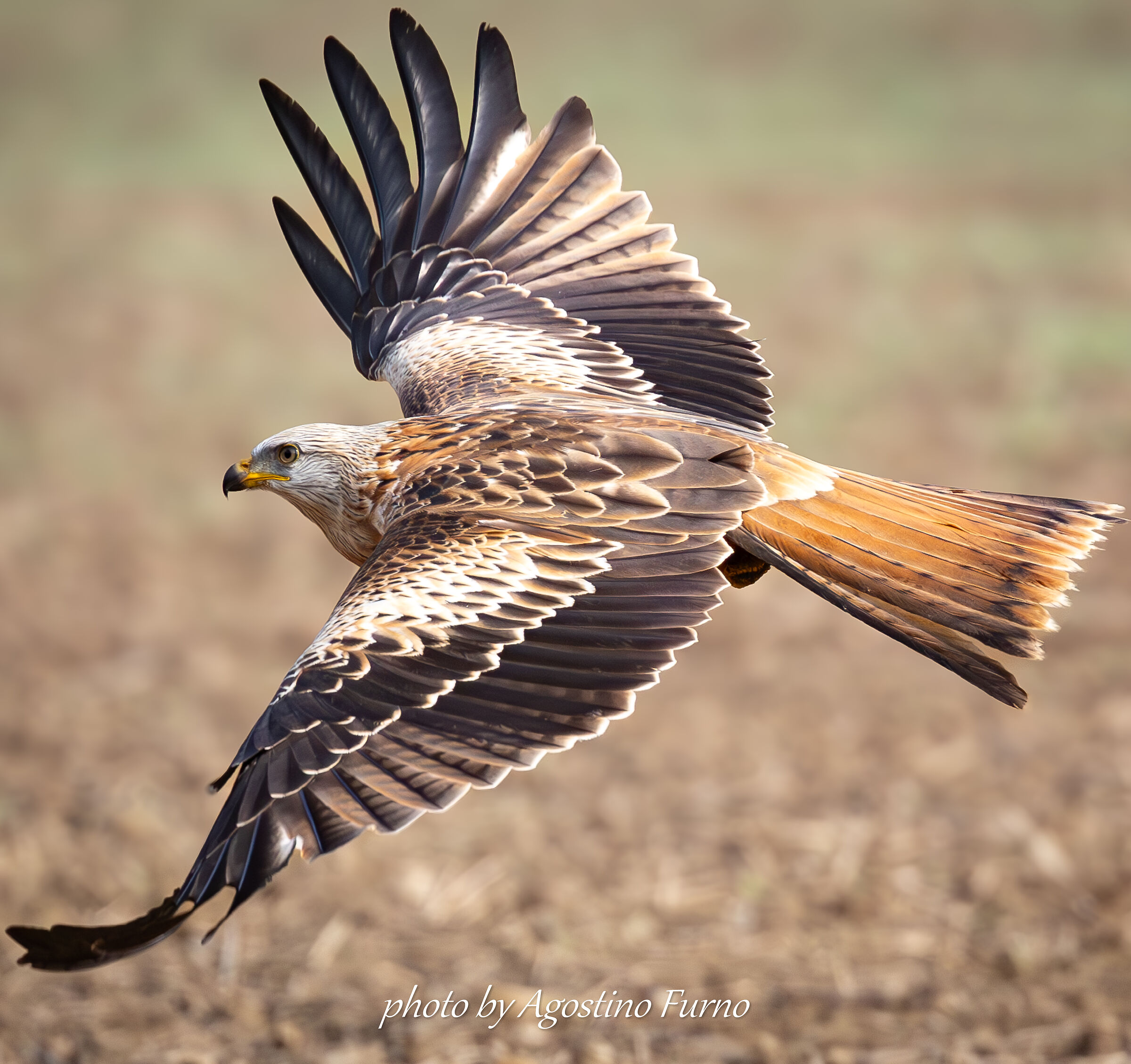 Red kite