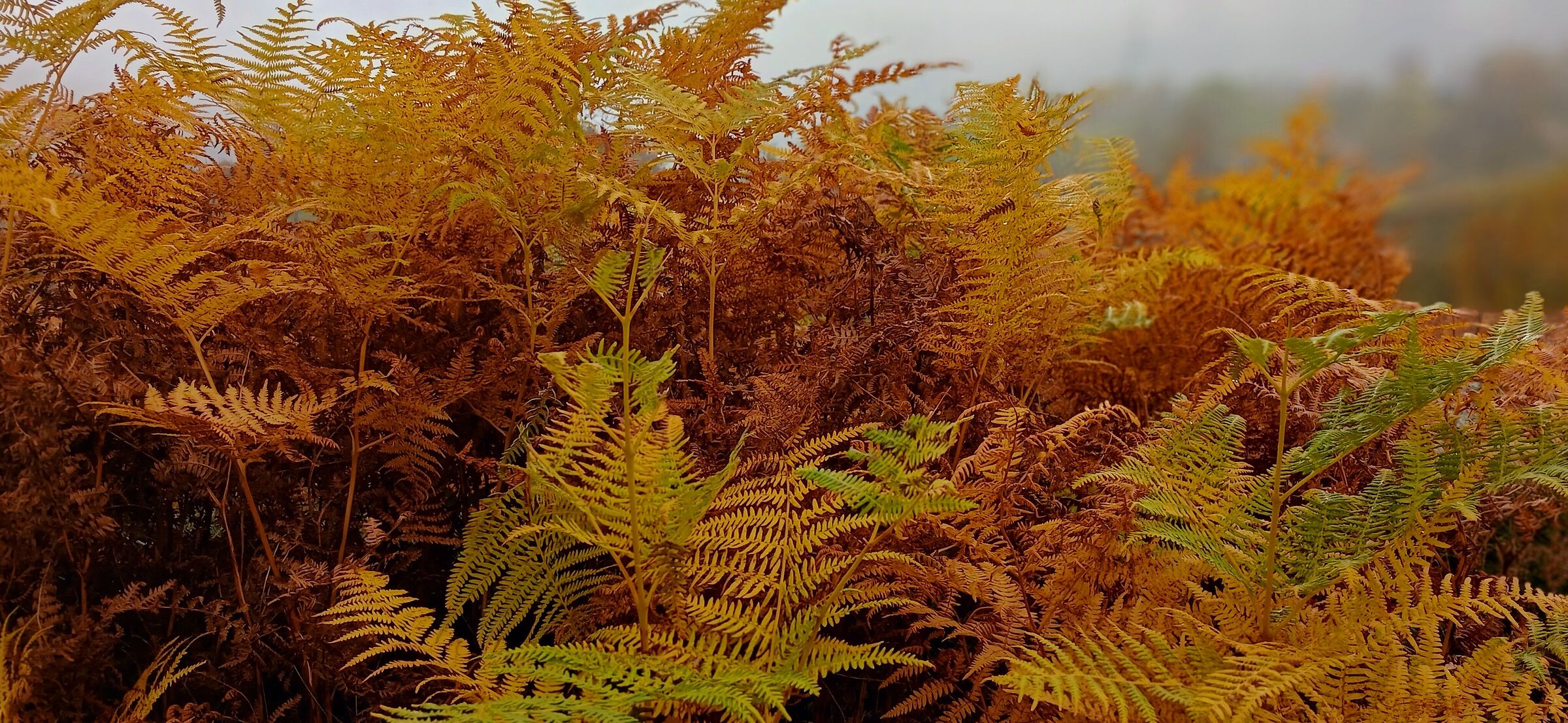 Autumn Fern