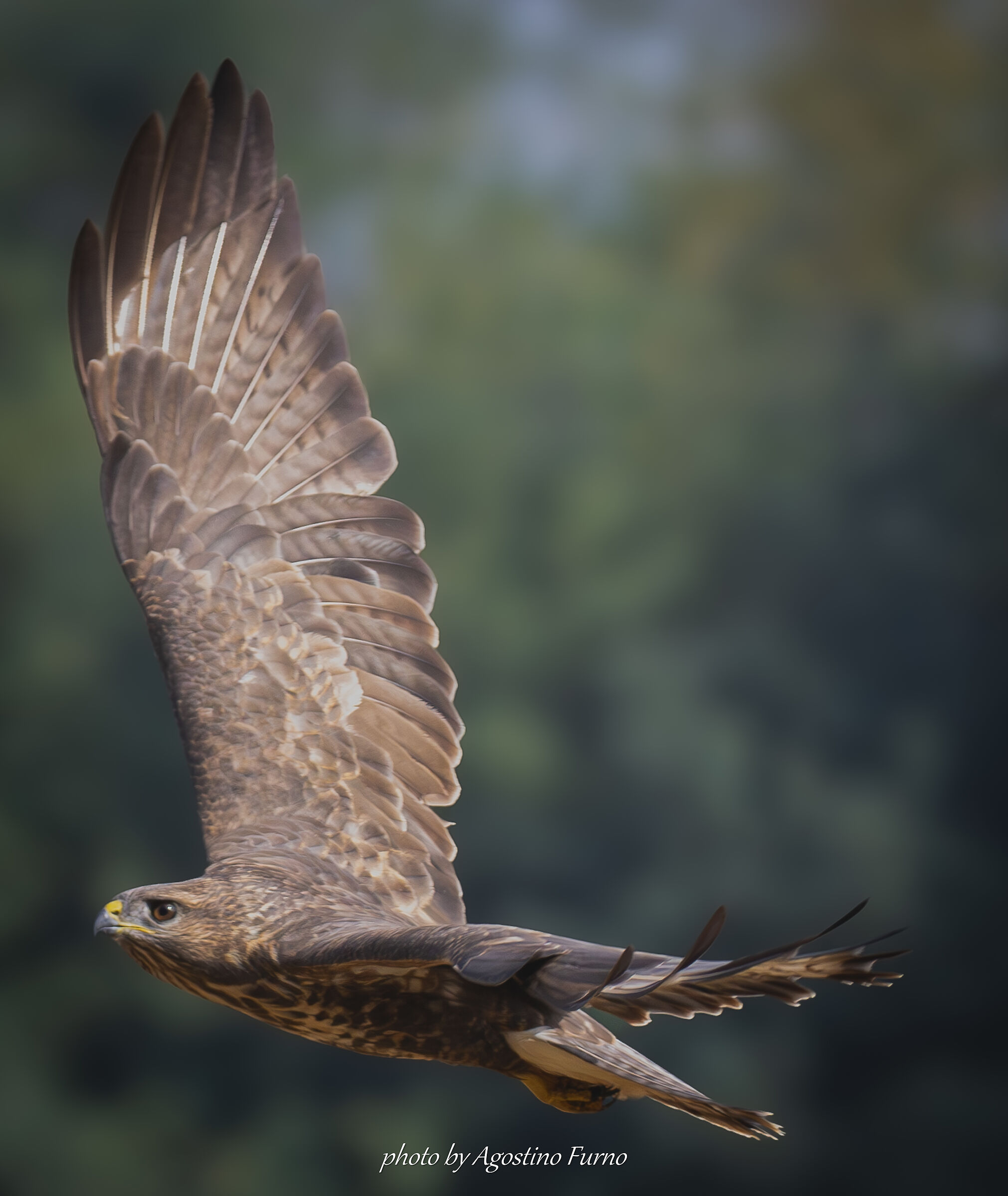 Buzzard