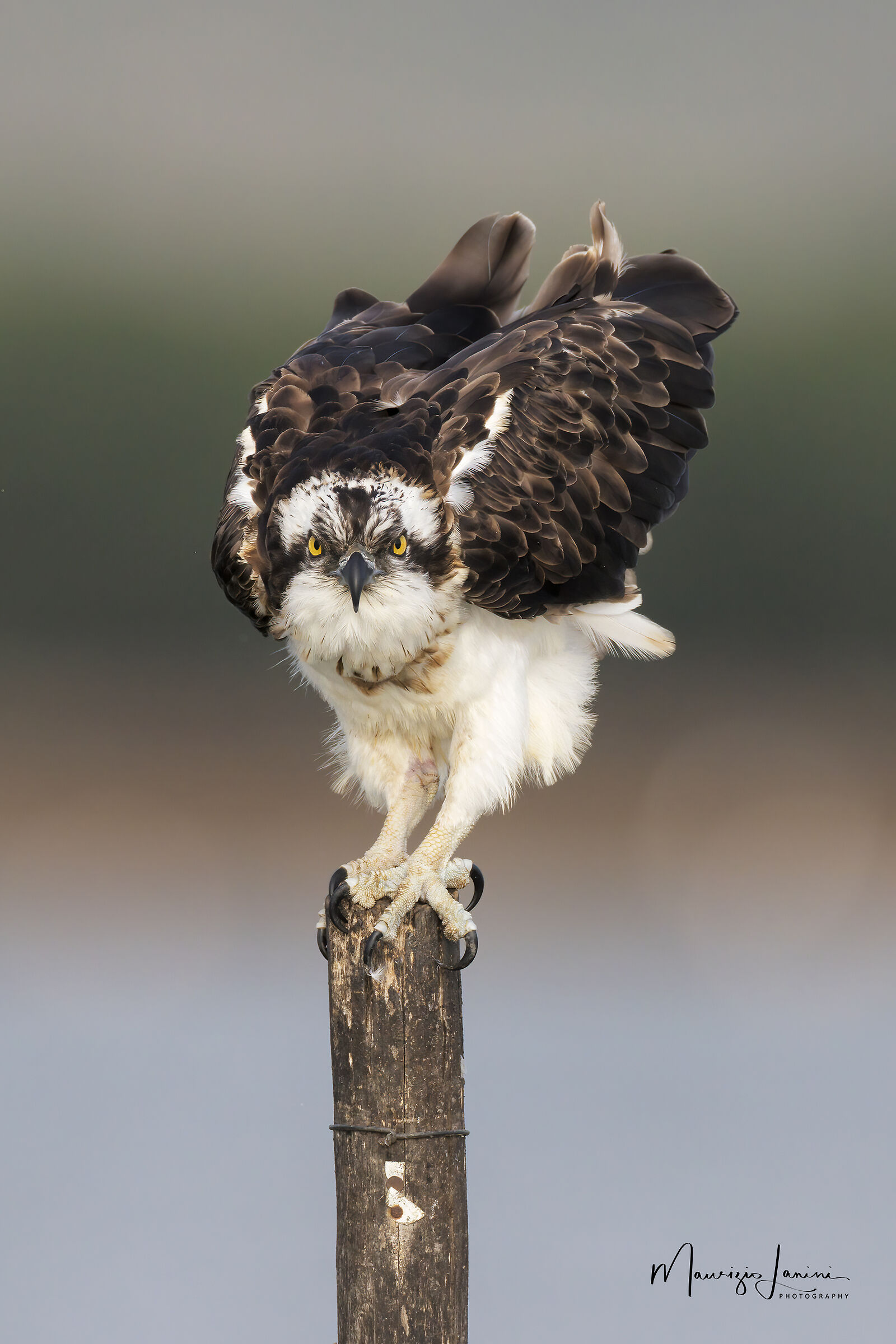 Pronto per spiccare il volo