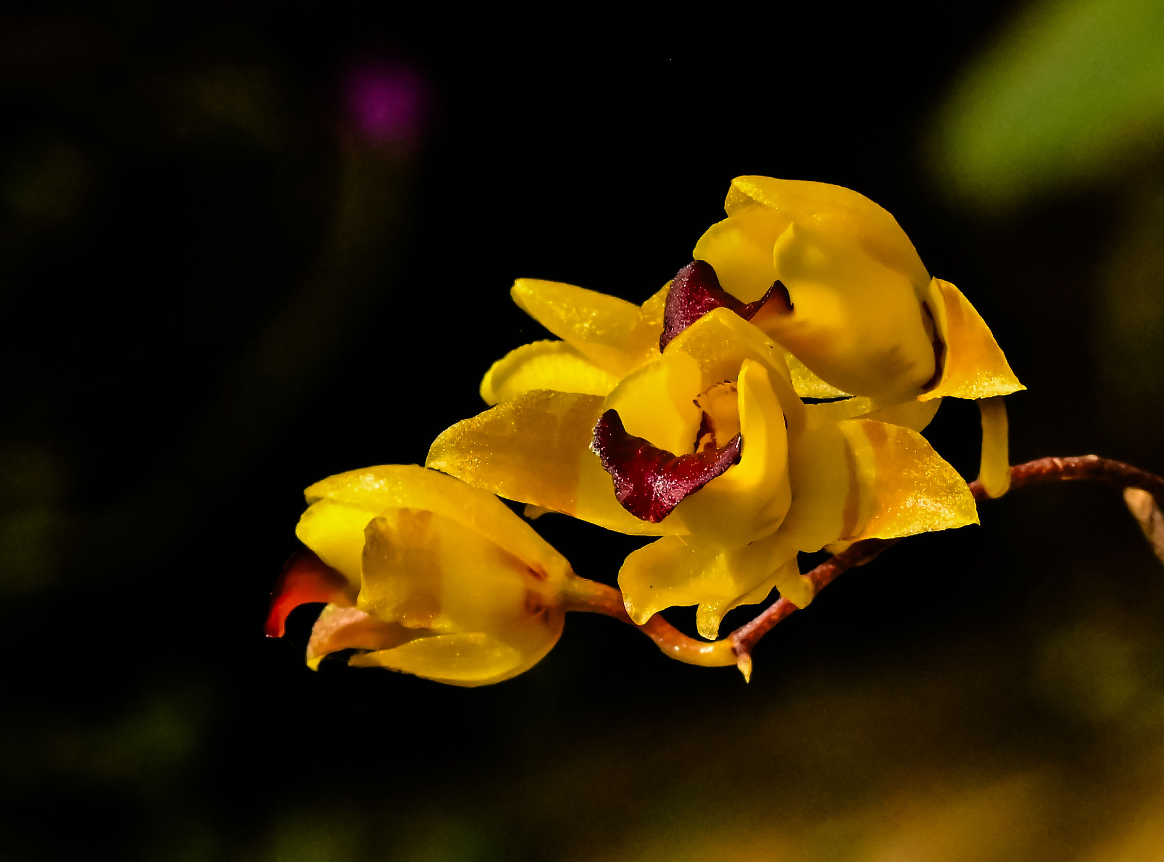 The Mata Atlantica orchid