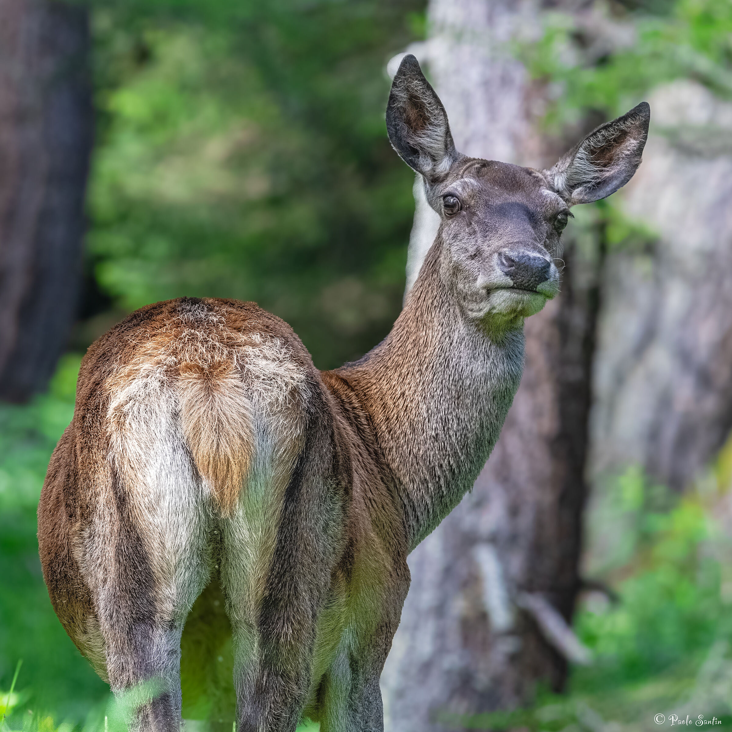 Female deer in summer