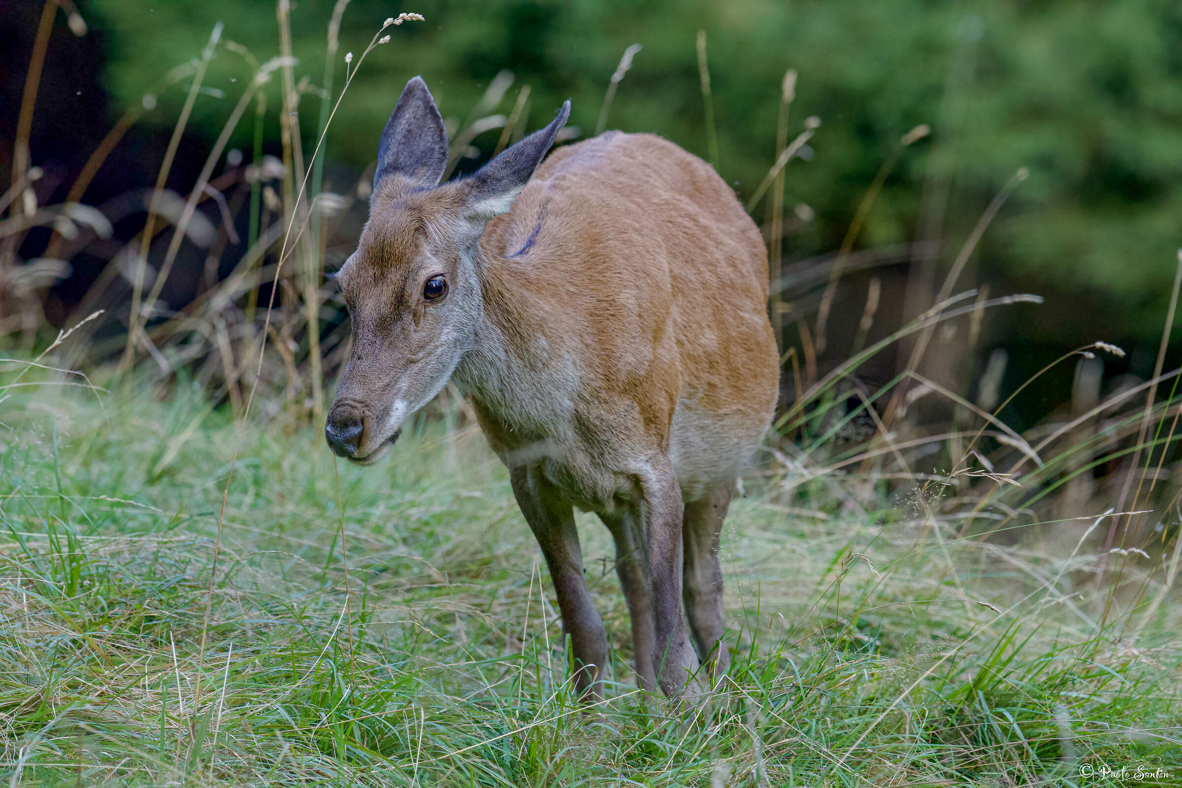 Female deer in autumn