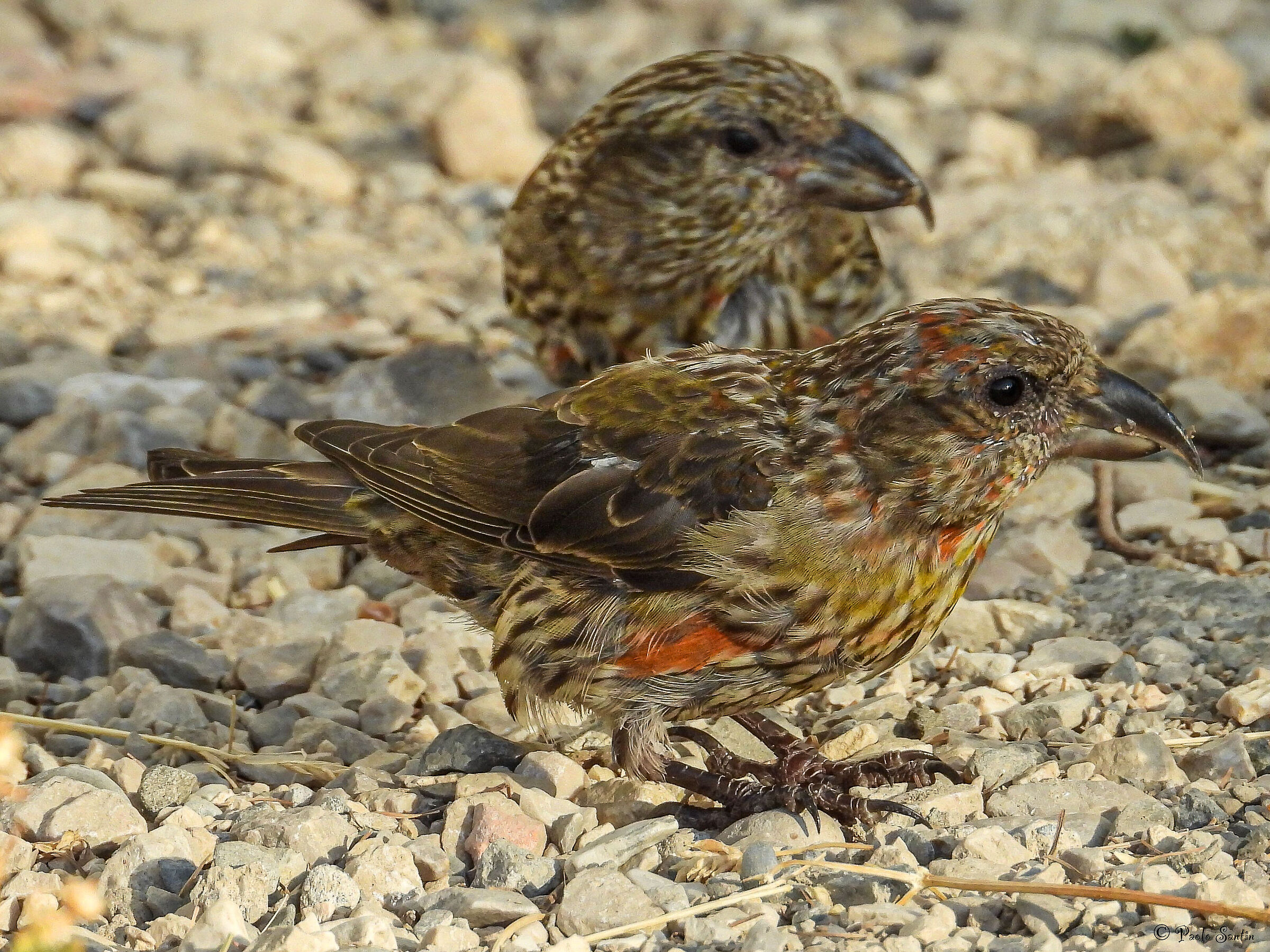 Young cruises in summer