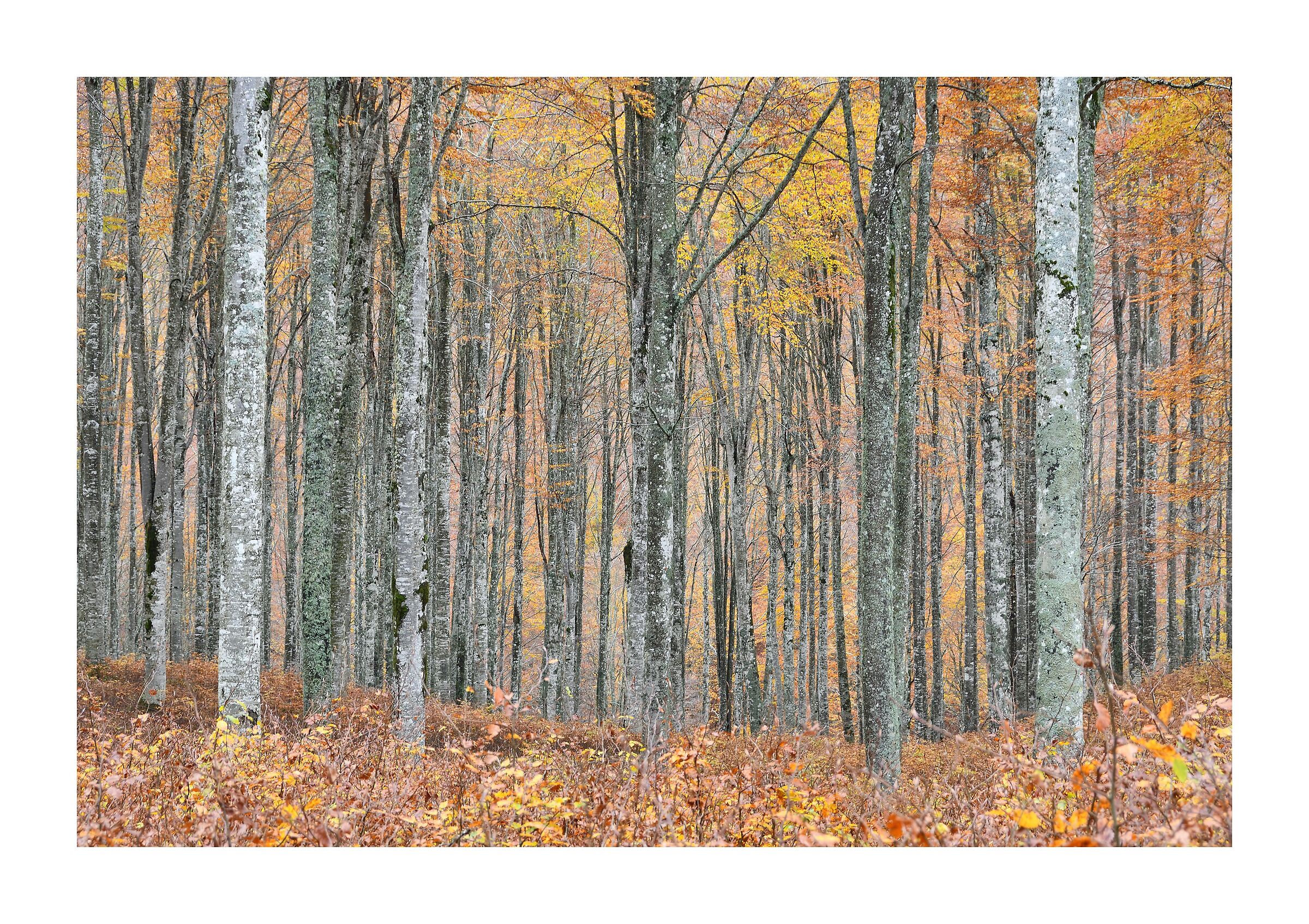 The forest is colored