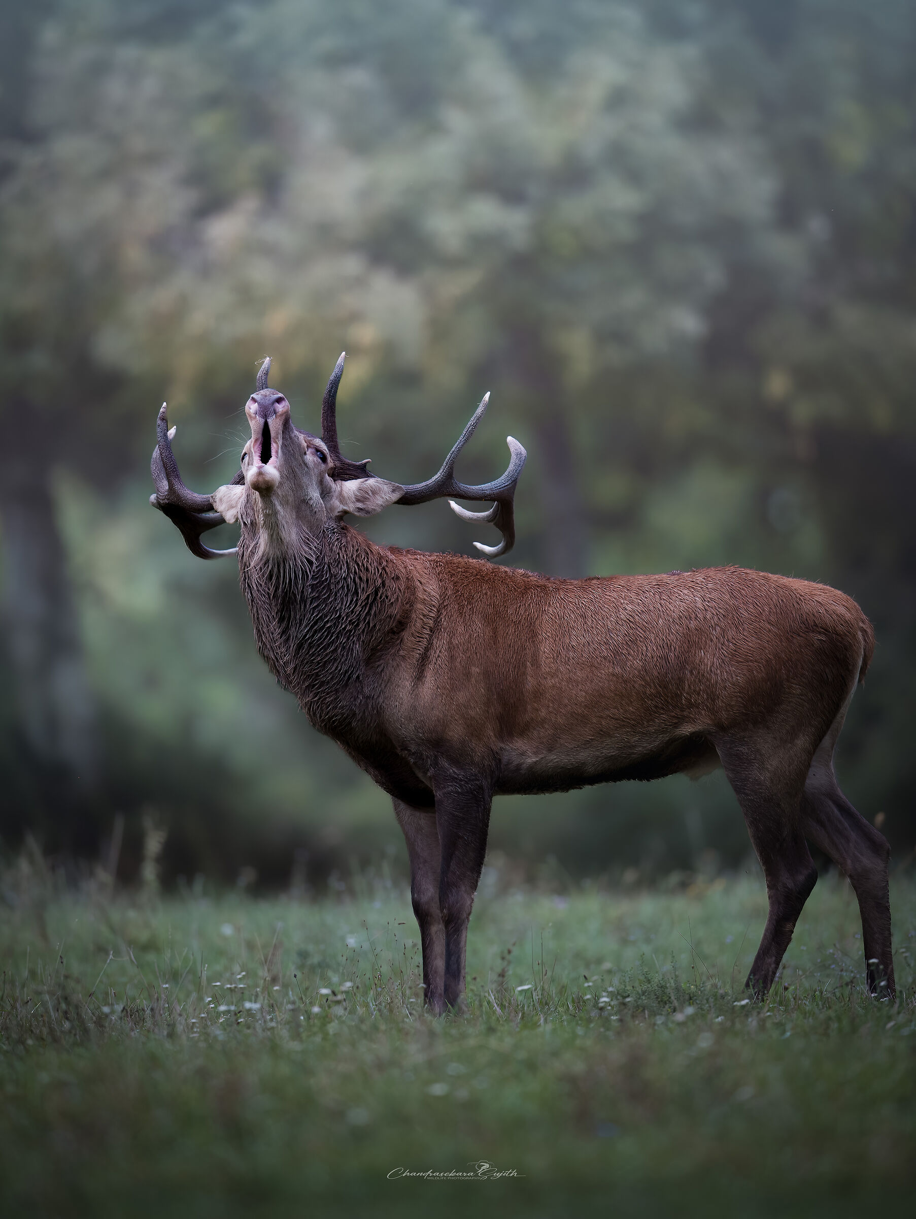 Deer bellowing