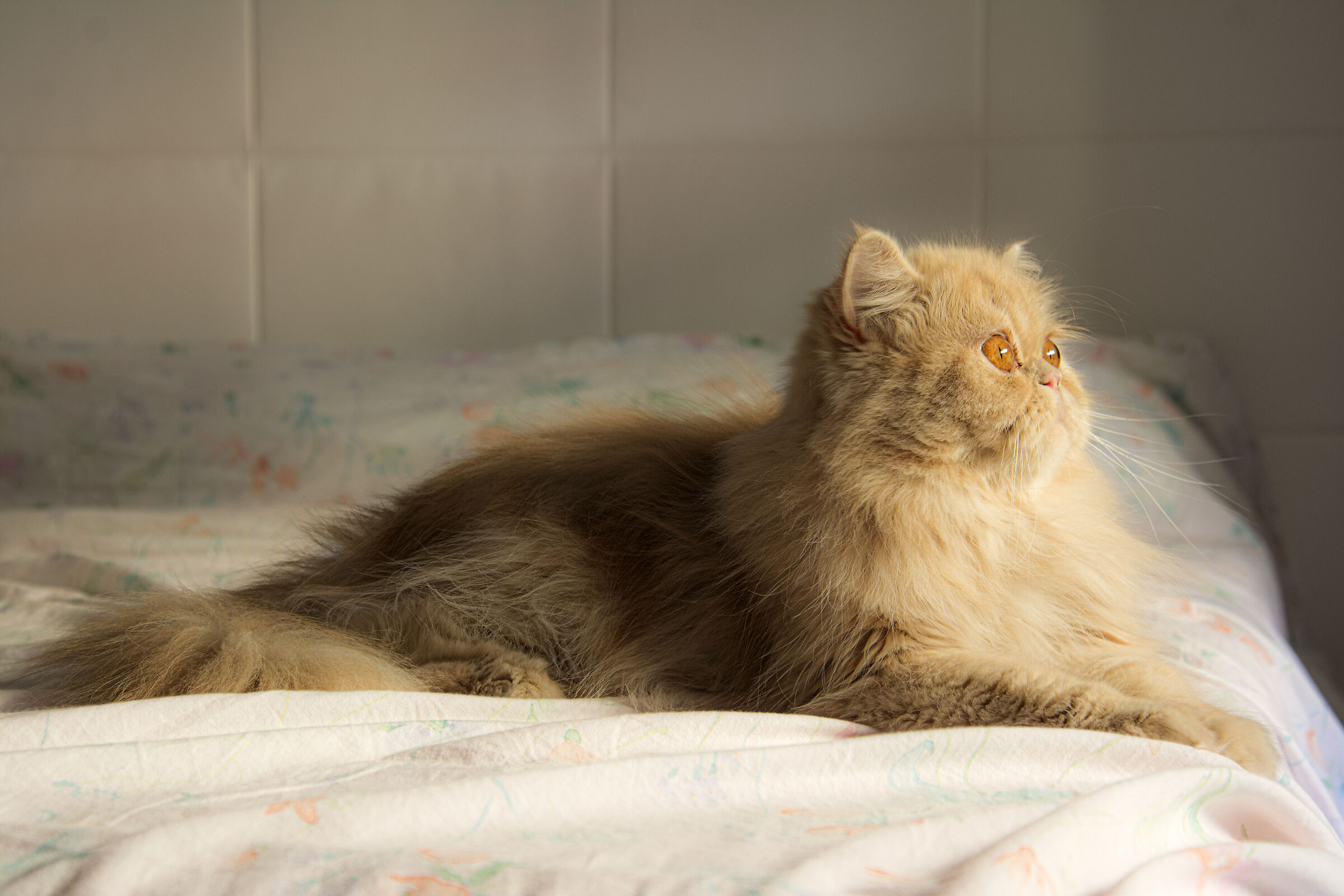 My Honey Cat
