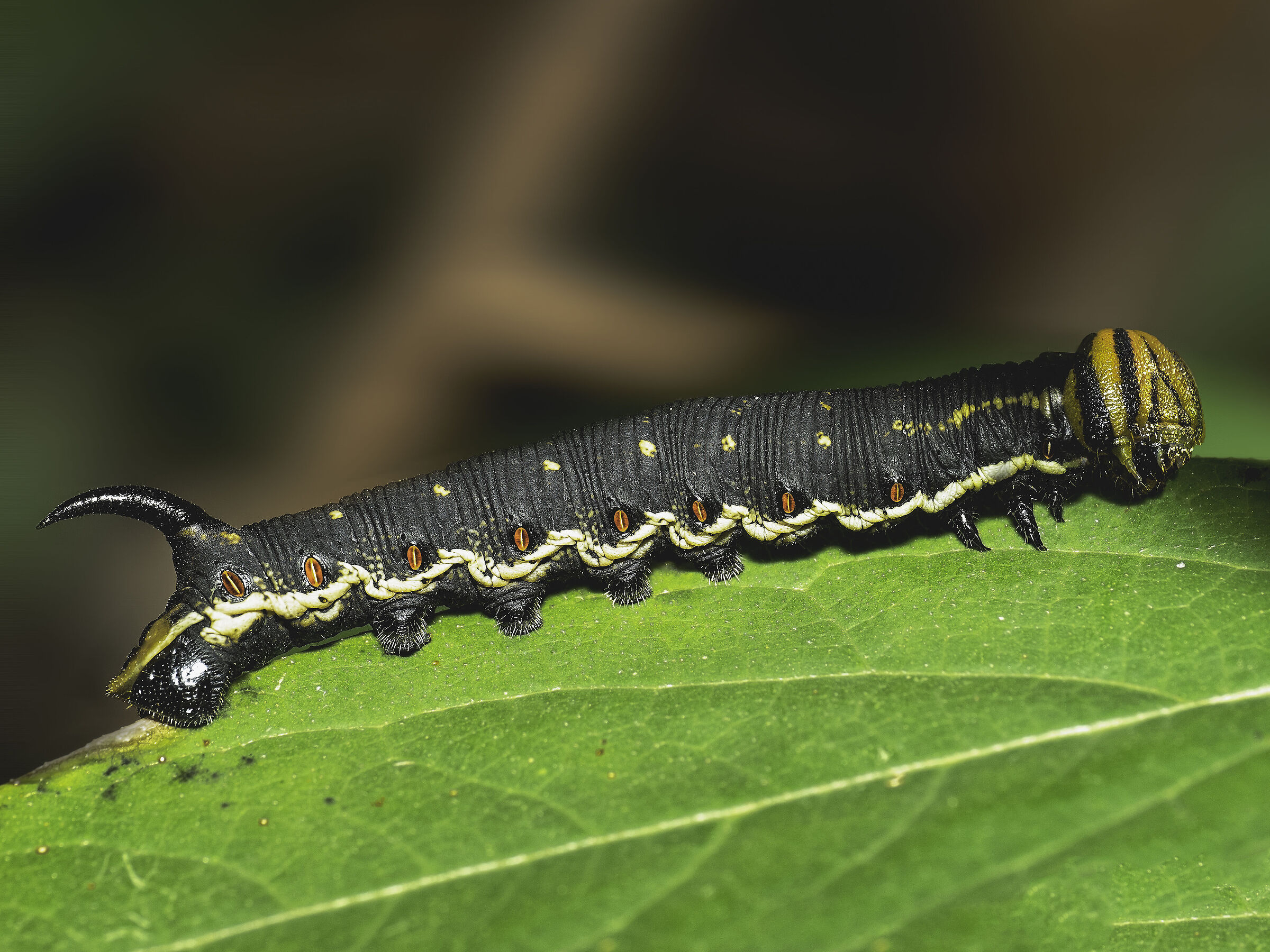 The caterpillar (Agrius convolvuli?)