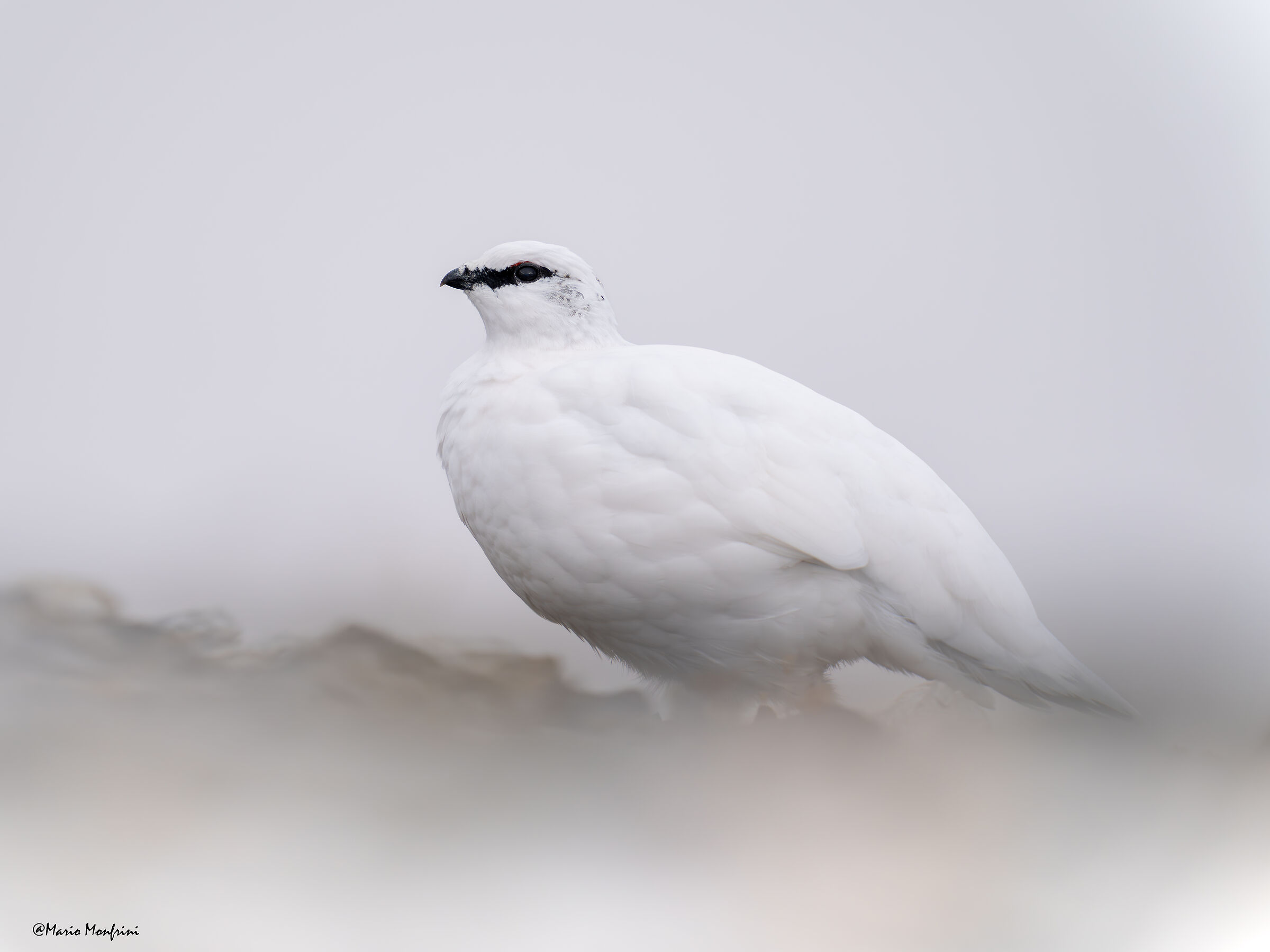 The queen of high altitudes