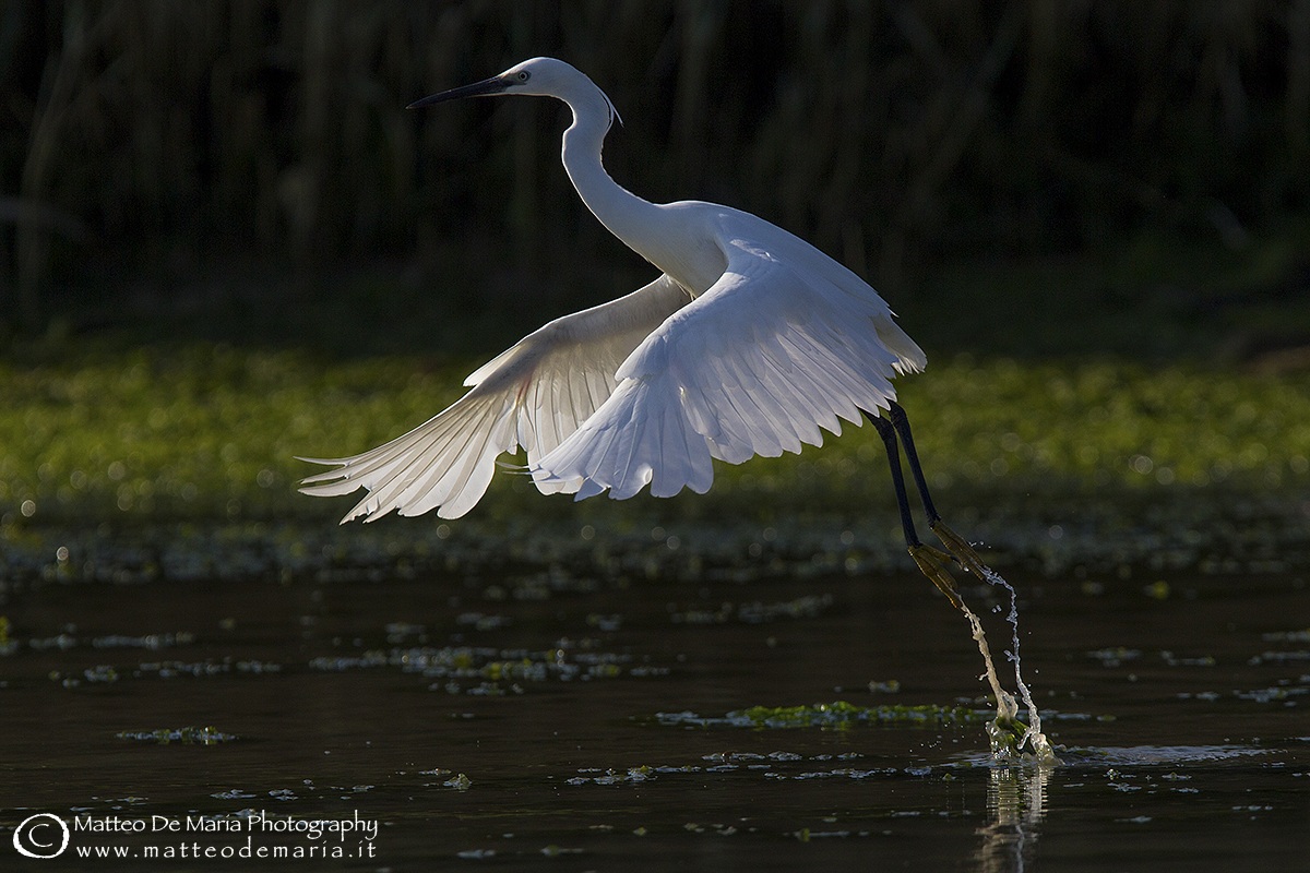 Egret