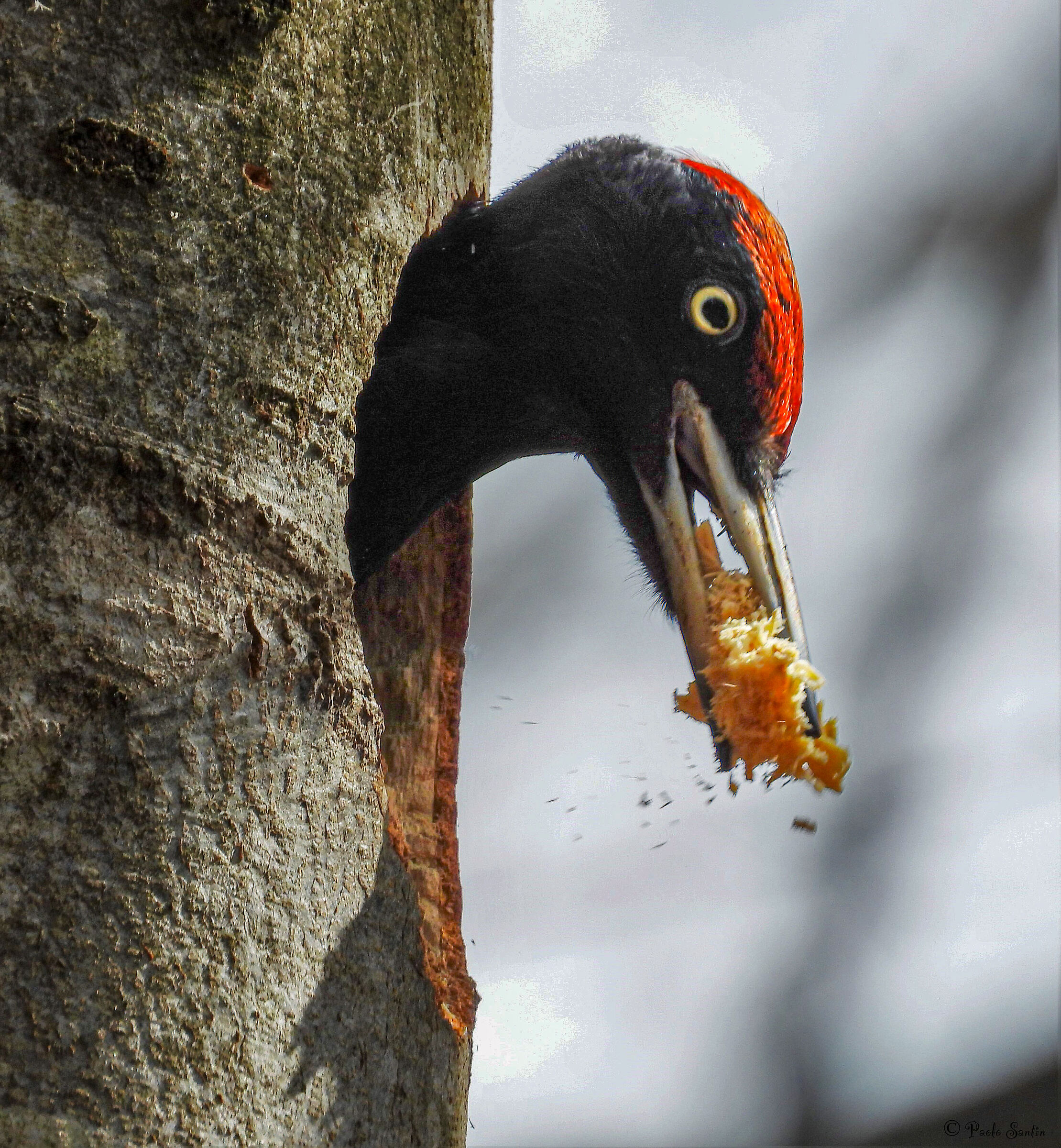 Male black woodpecker