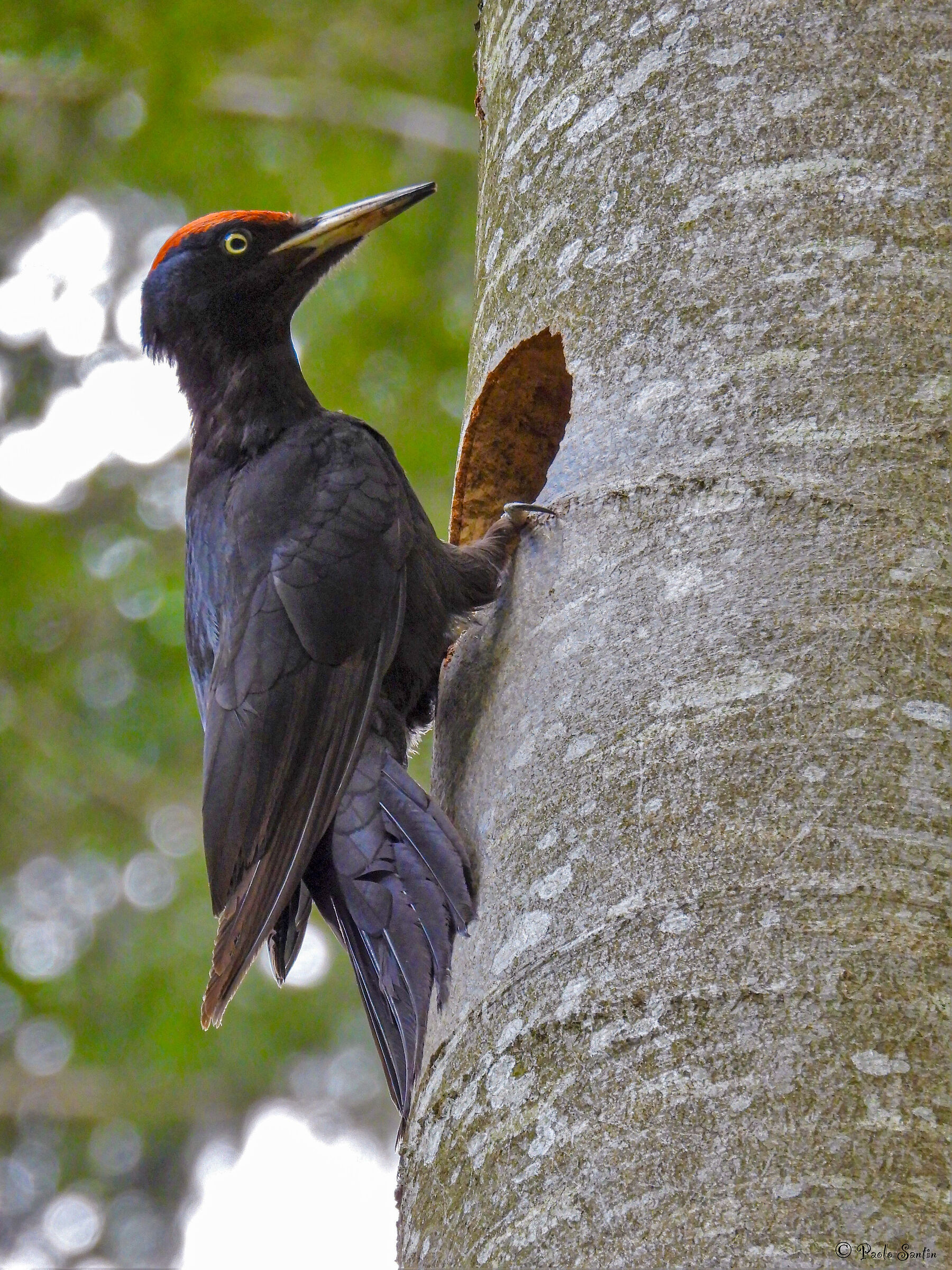 Male black woodpecker