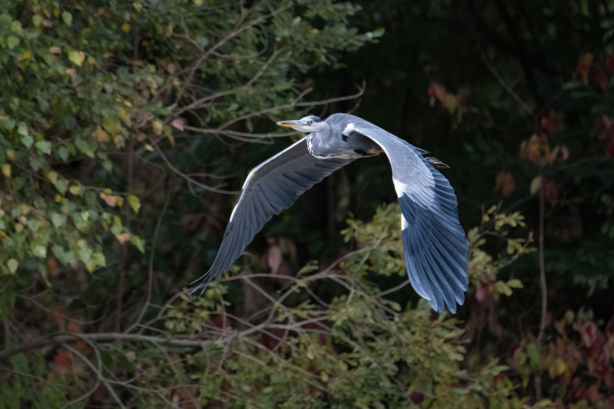 Grey heron
