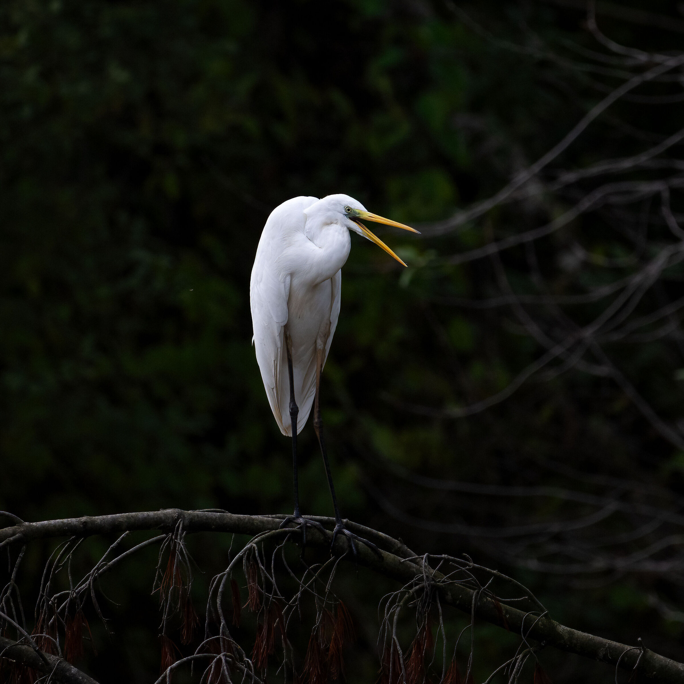 Great White Heron