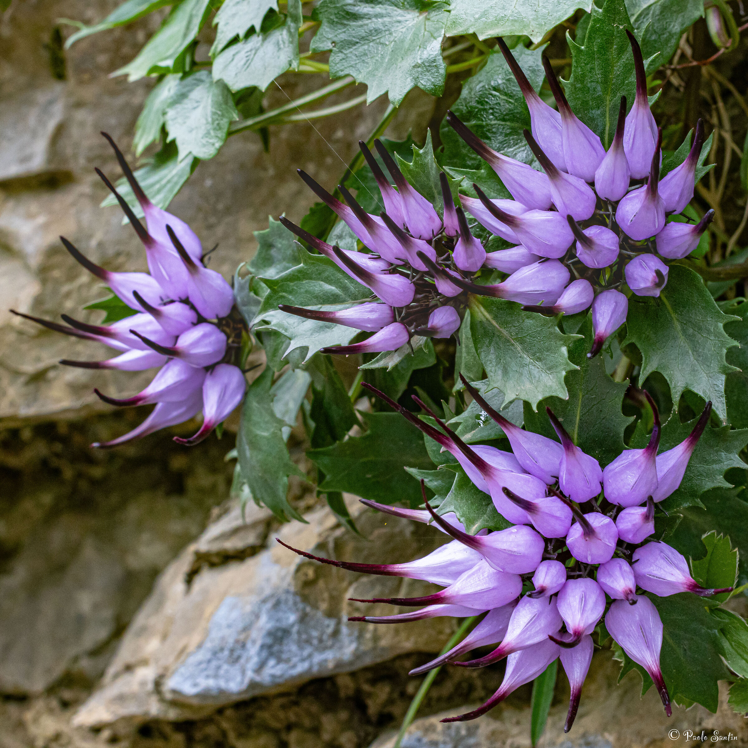 Rock Raponzole in June