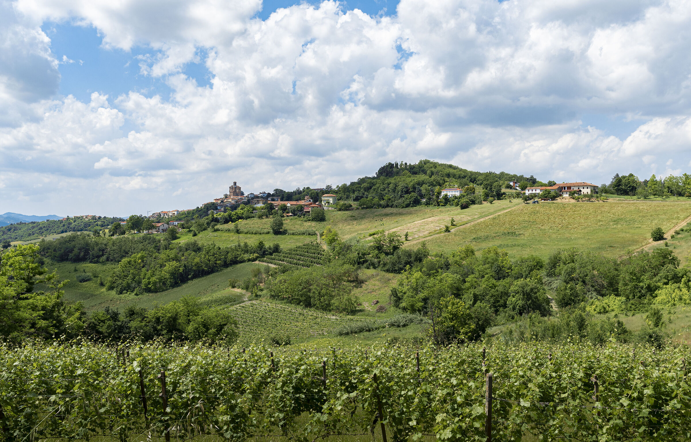 Tra pioppi e vigneti