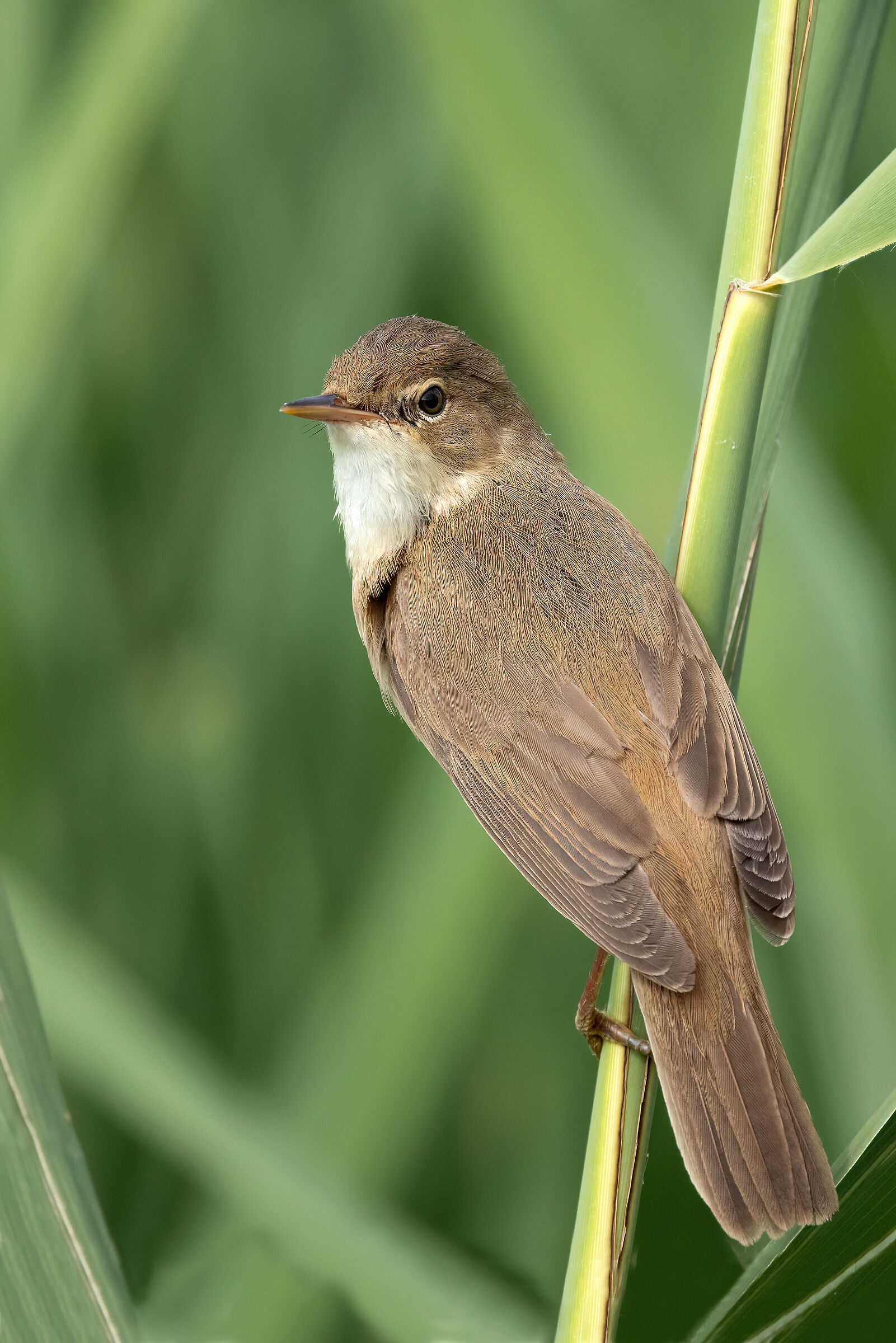 Reed Warbler