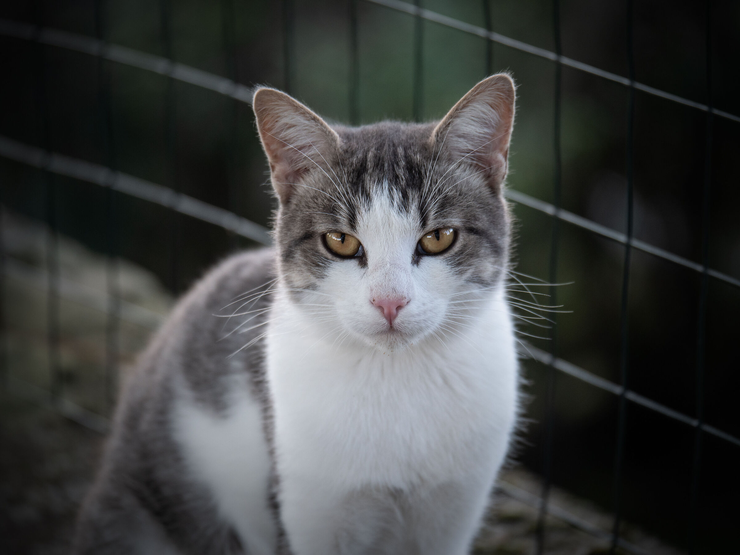 Gatto libero