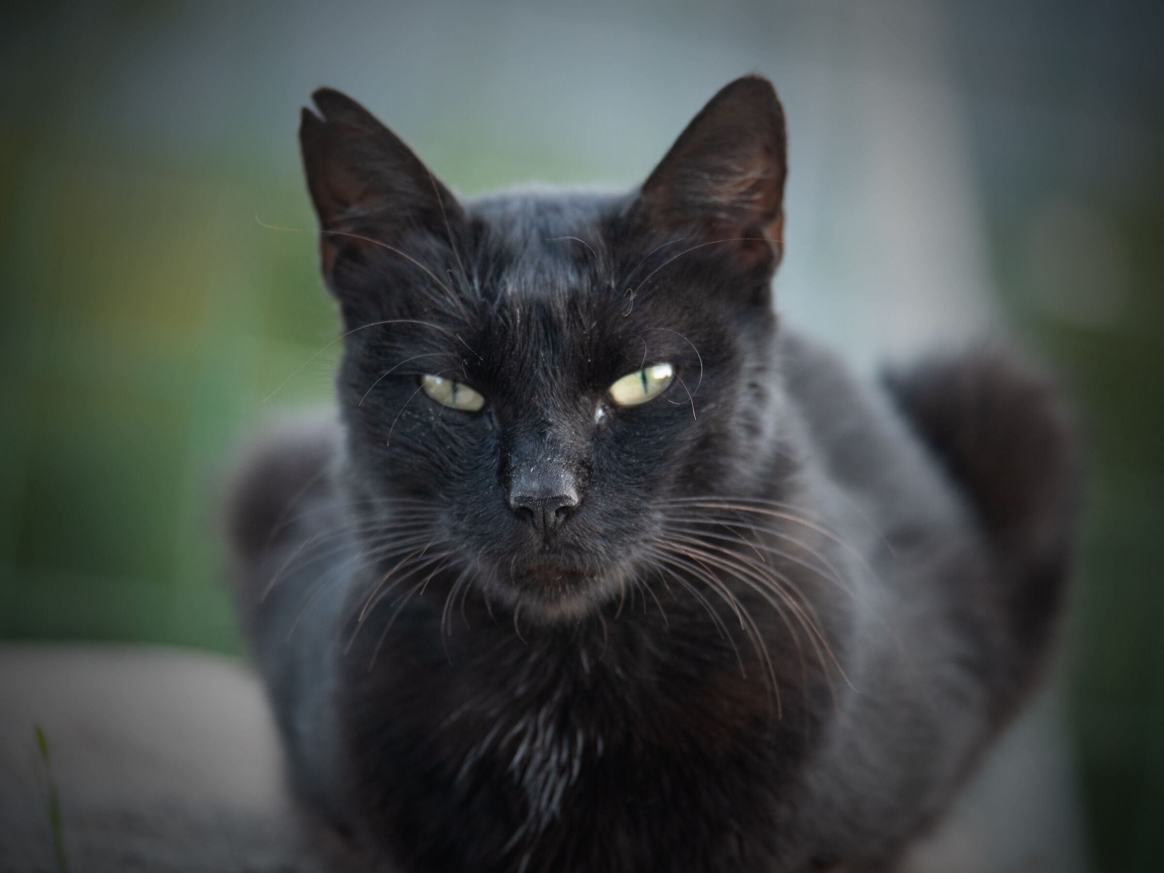 Gatto libero