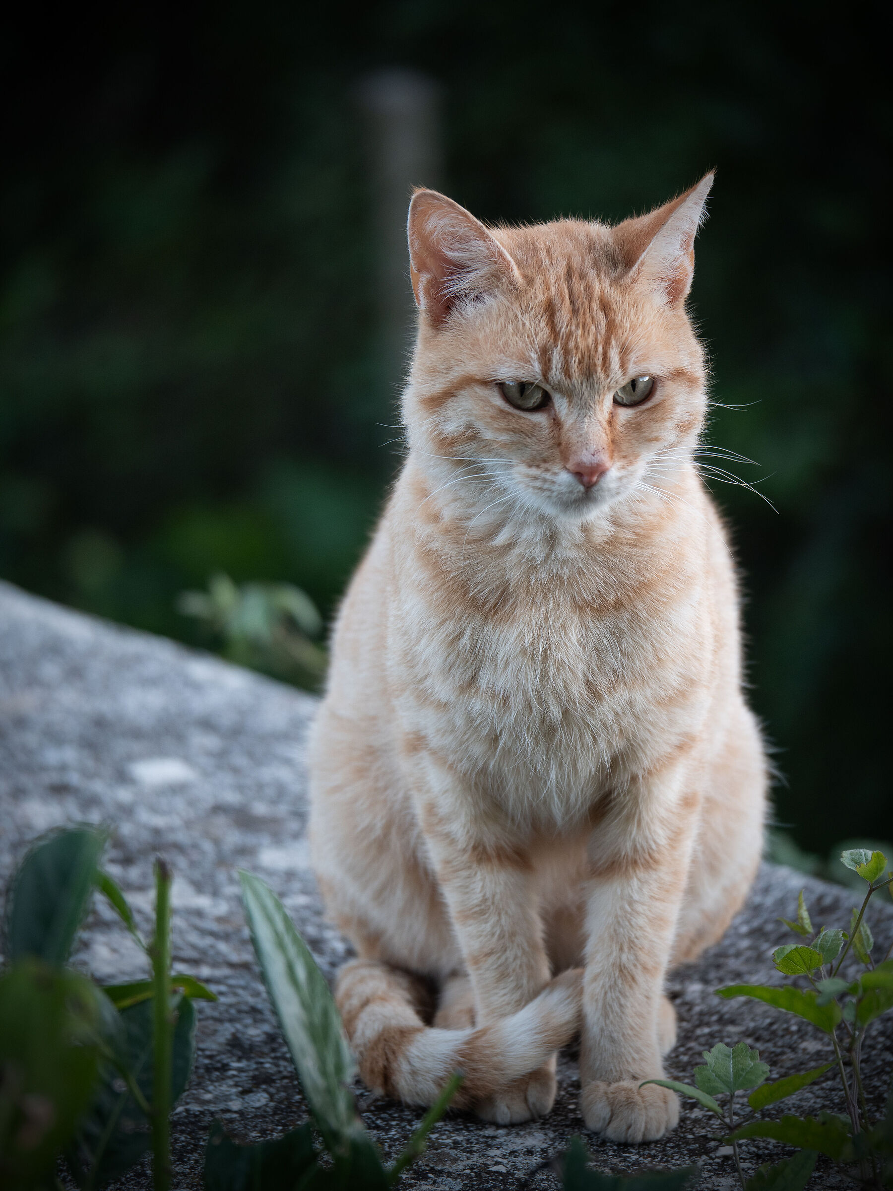 Gatto libero