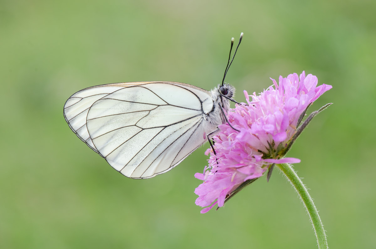 First photos with the new lens