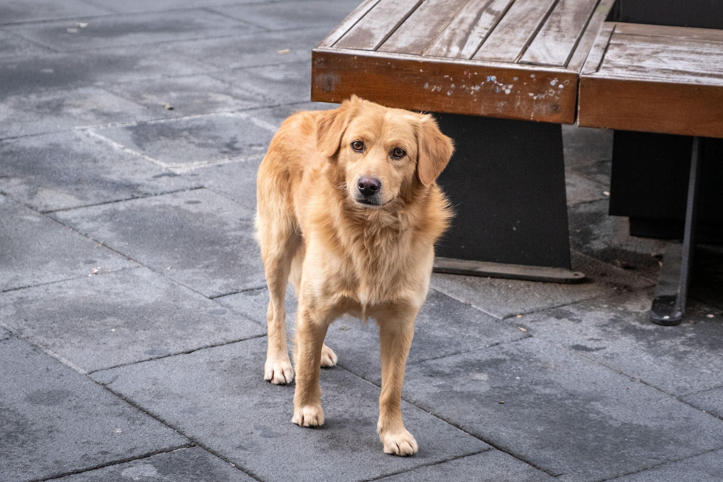 Stray through the streets of Pompeii