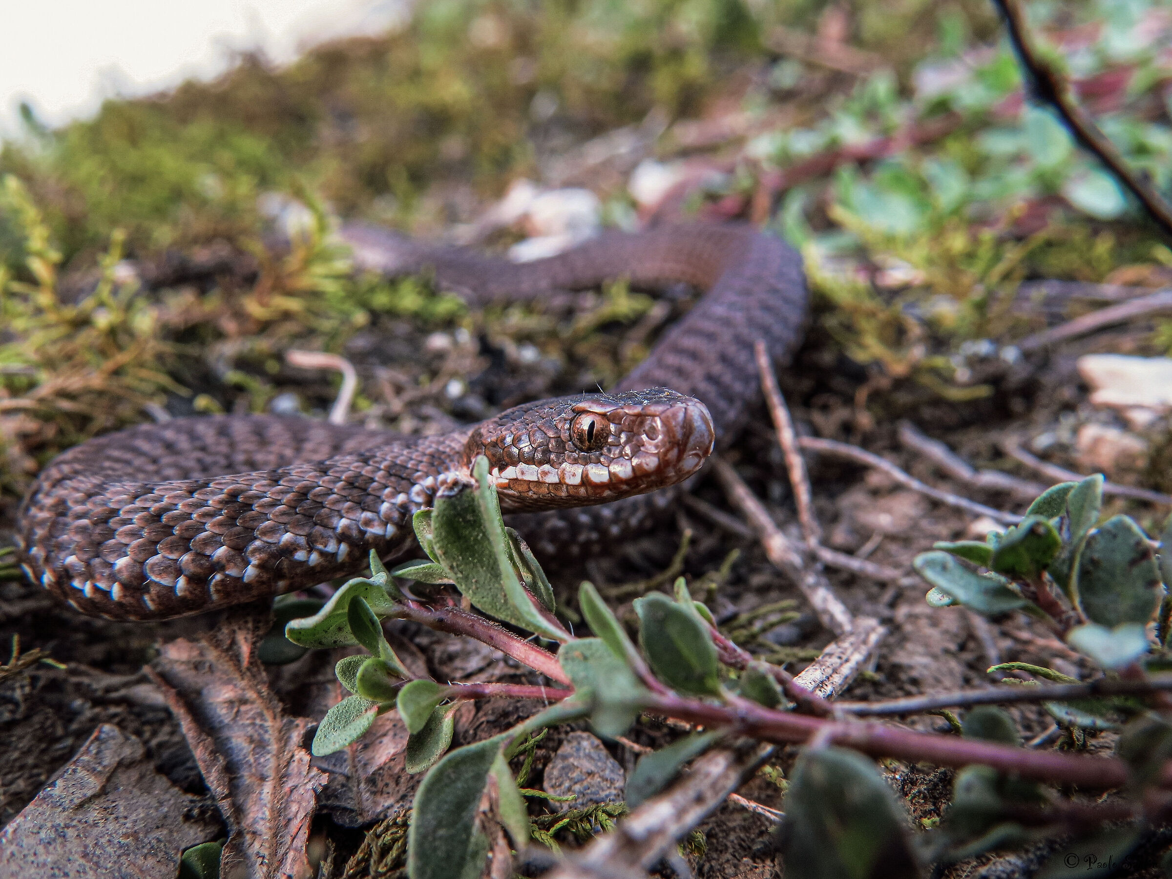 Giovane Marasso  (Vipera berus)