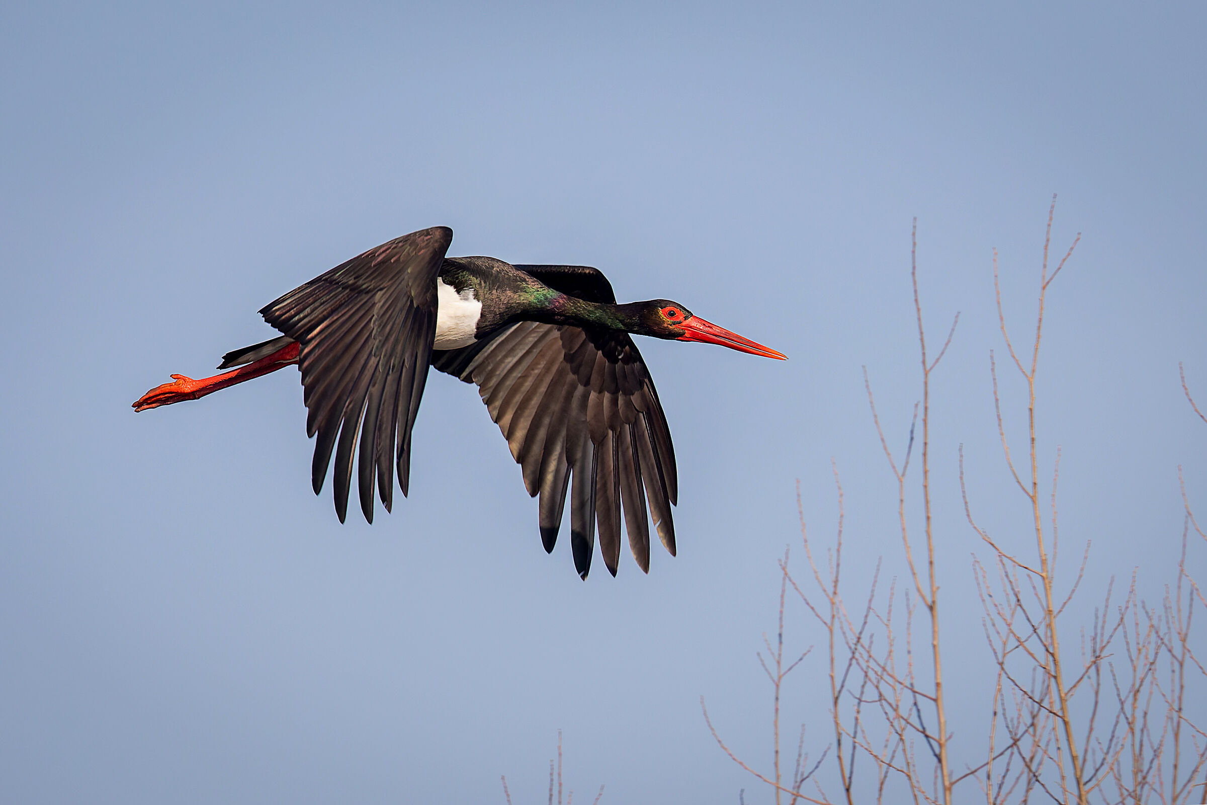 Black stork