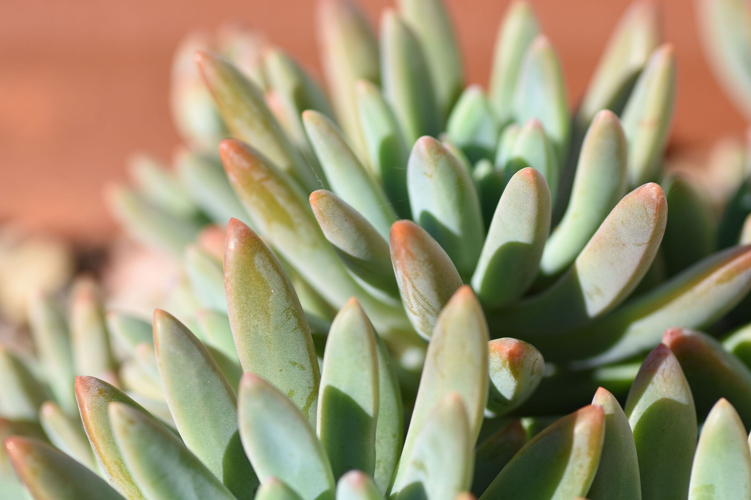 " Crop 150 " Tokina 100 F. 2.8 Atx-i - Nikon D 7200