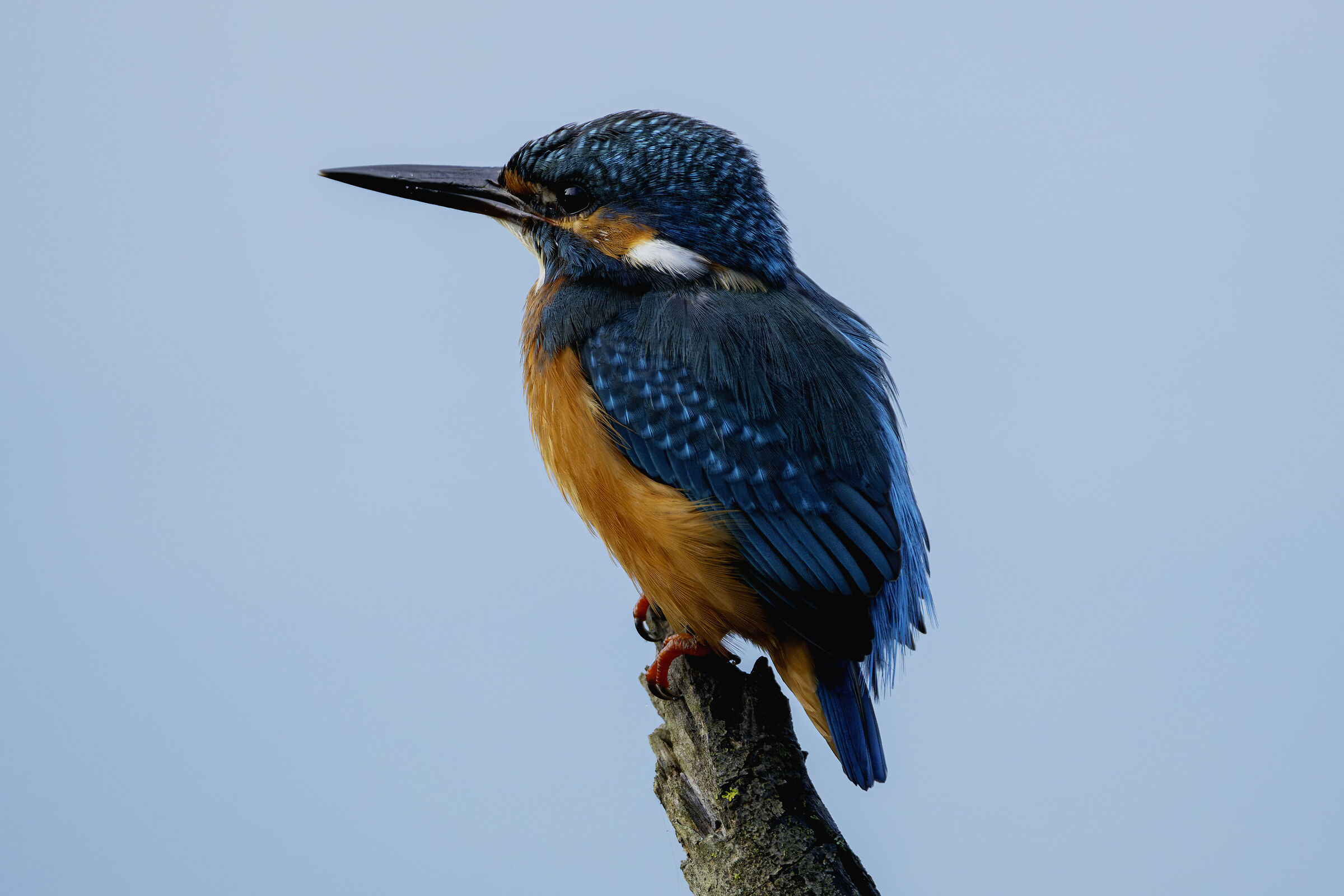 Alcedo atthis