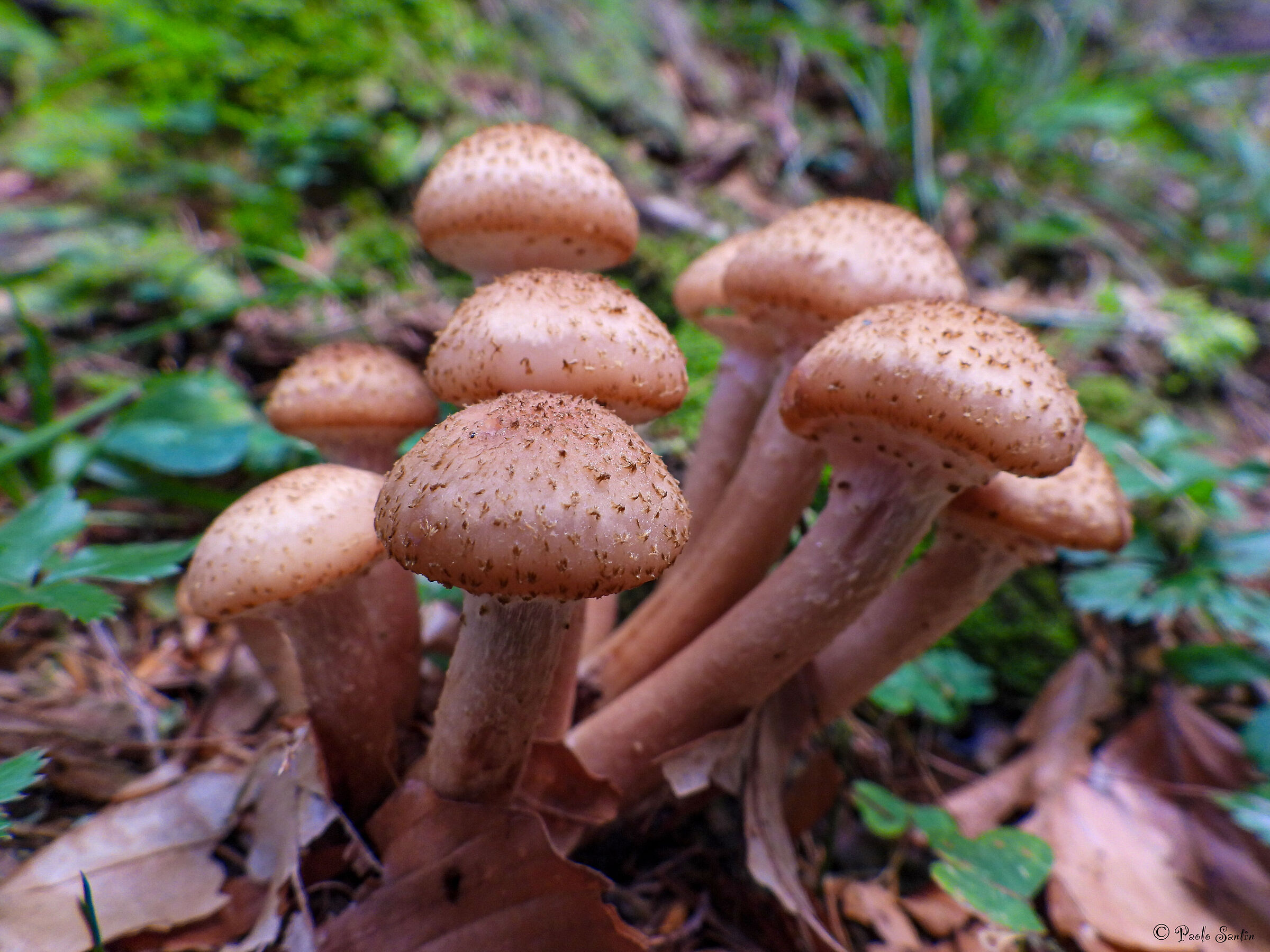 Il Chiodino (commestibile)