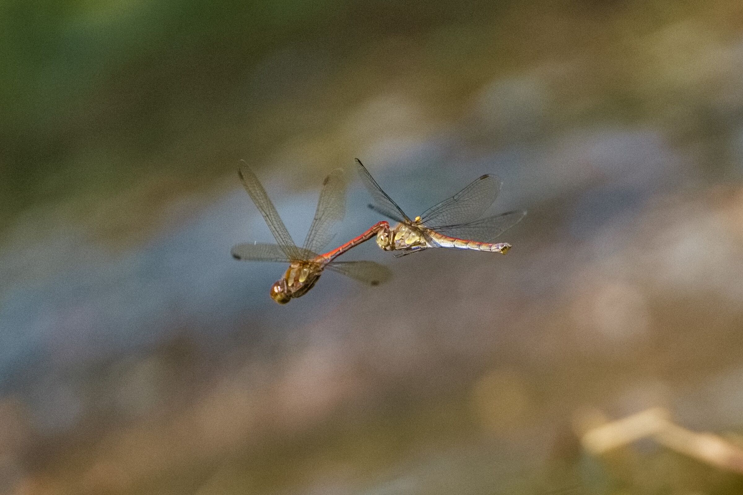 Il piacere di volare...