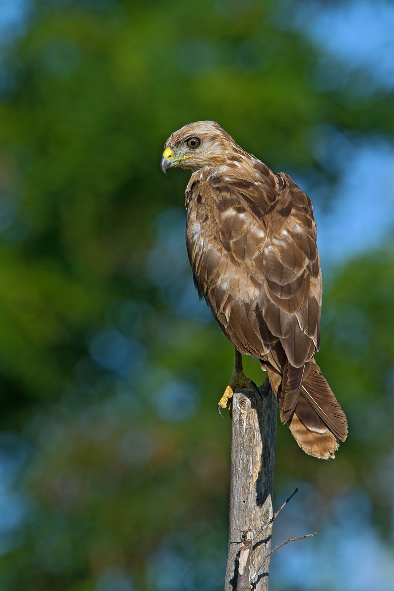 Buzzard