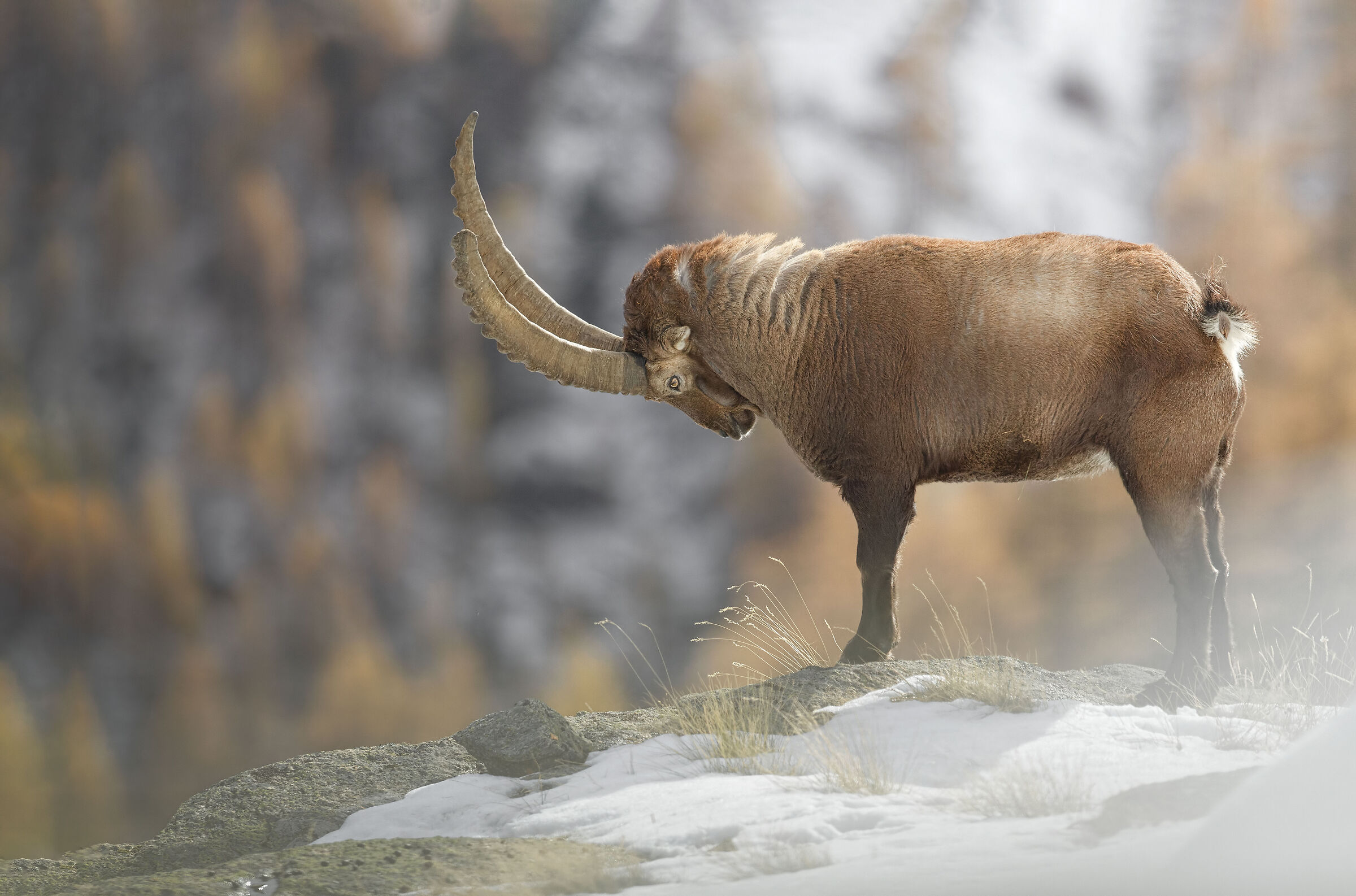 Autumn ibex