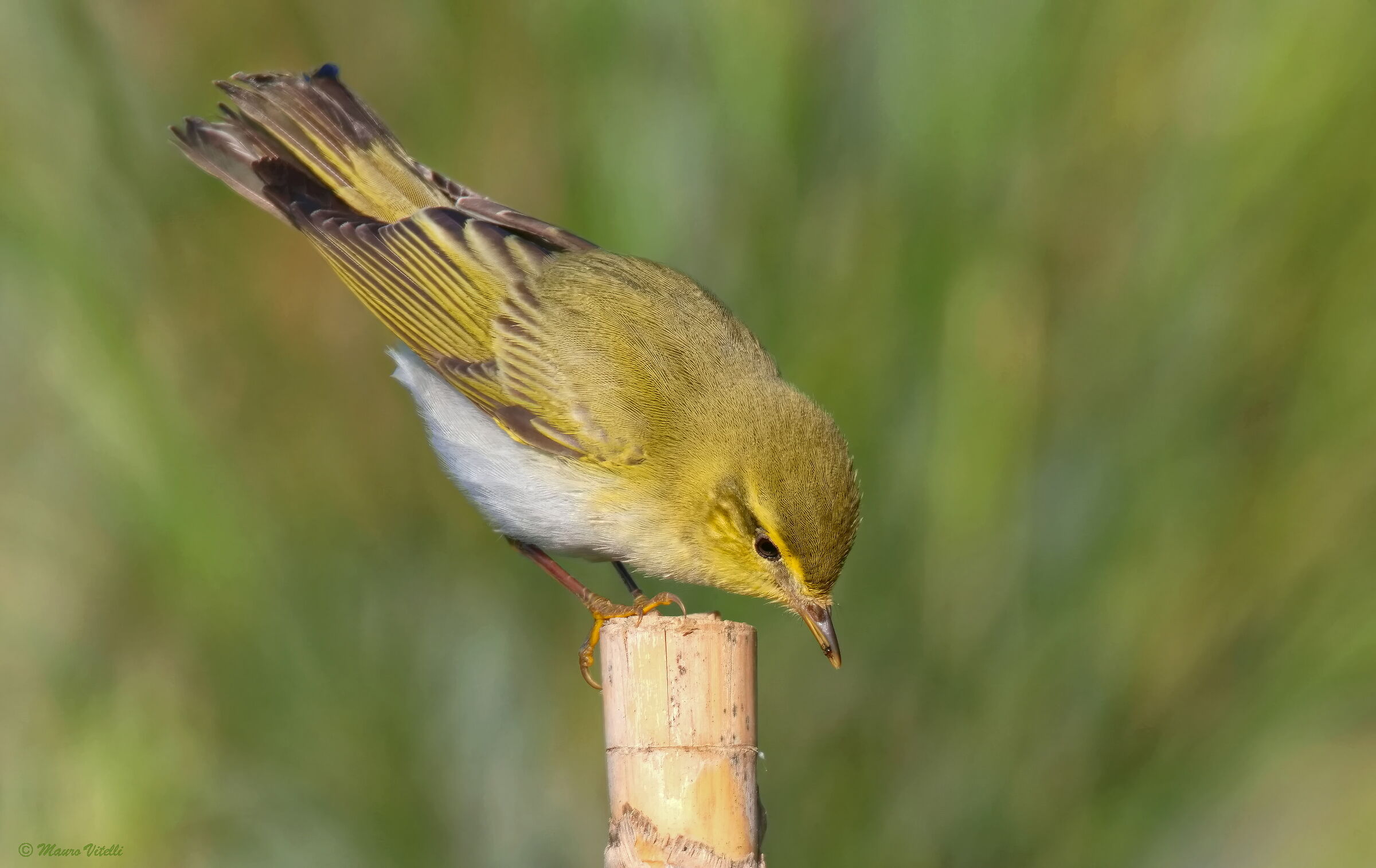 Green Warbler (Phylloscopus sibilatrix)