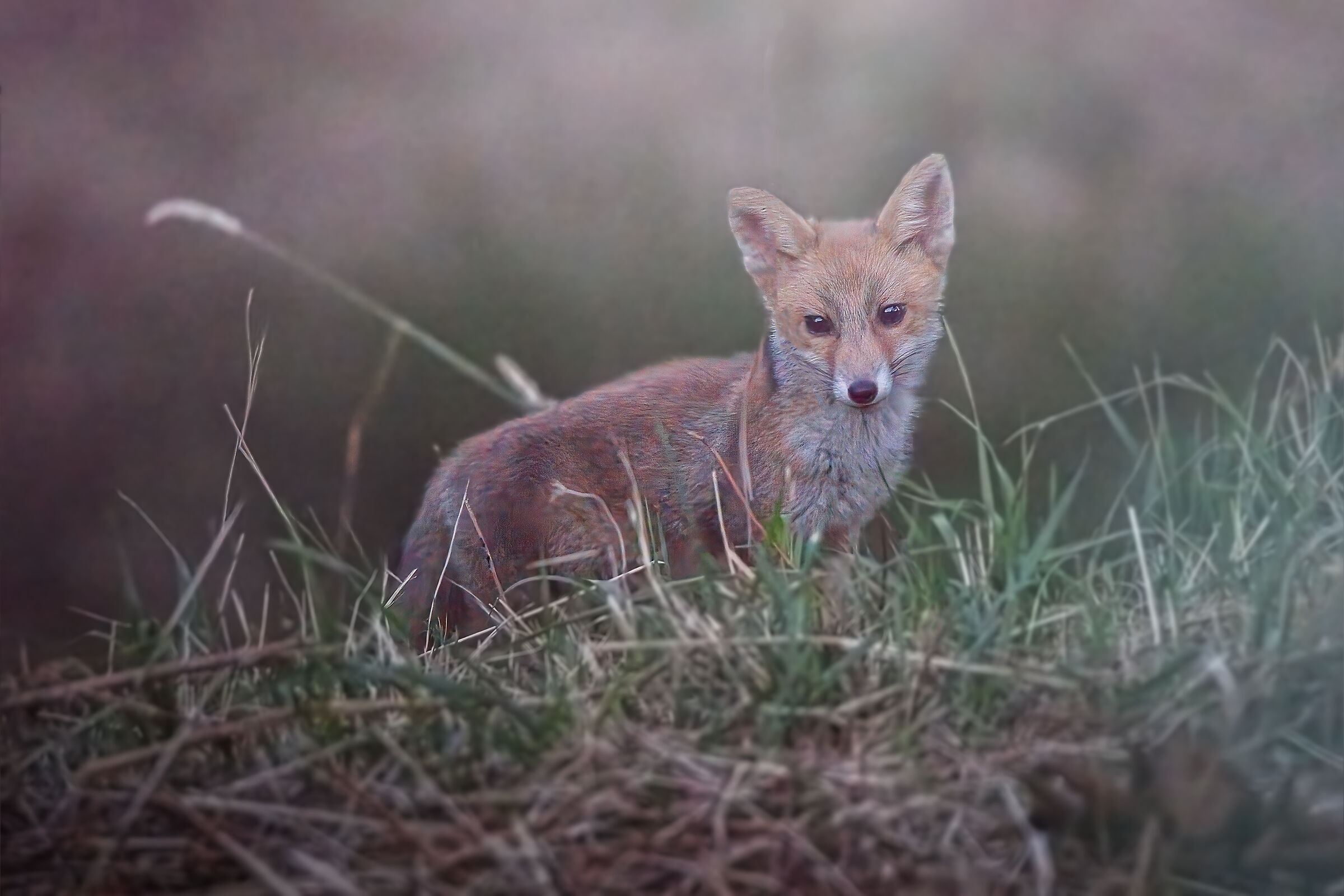 The last light of day